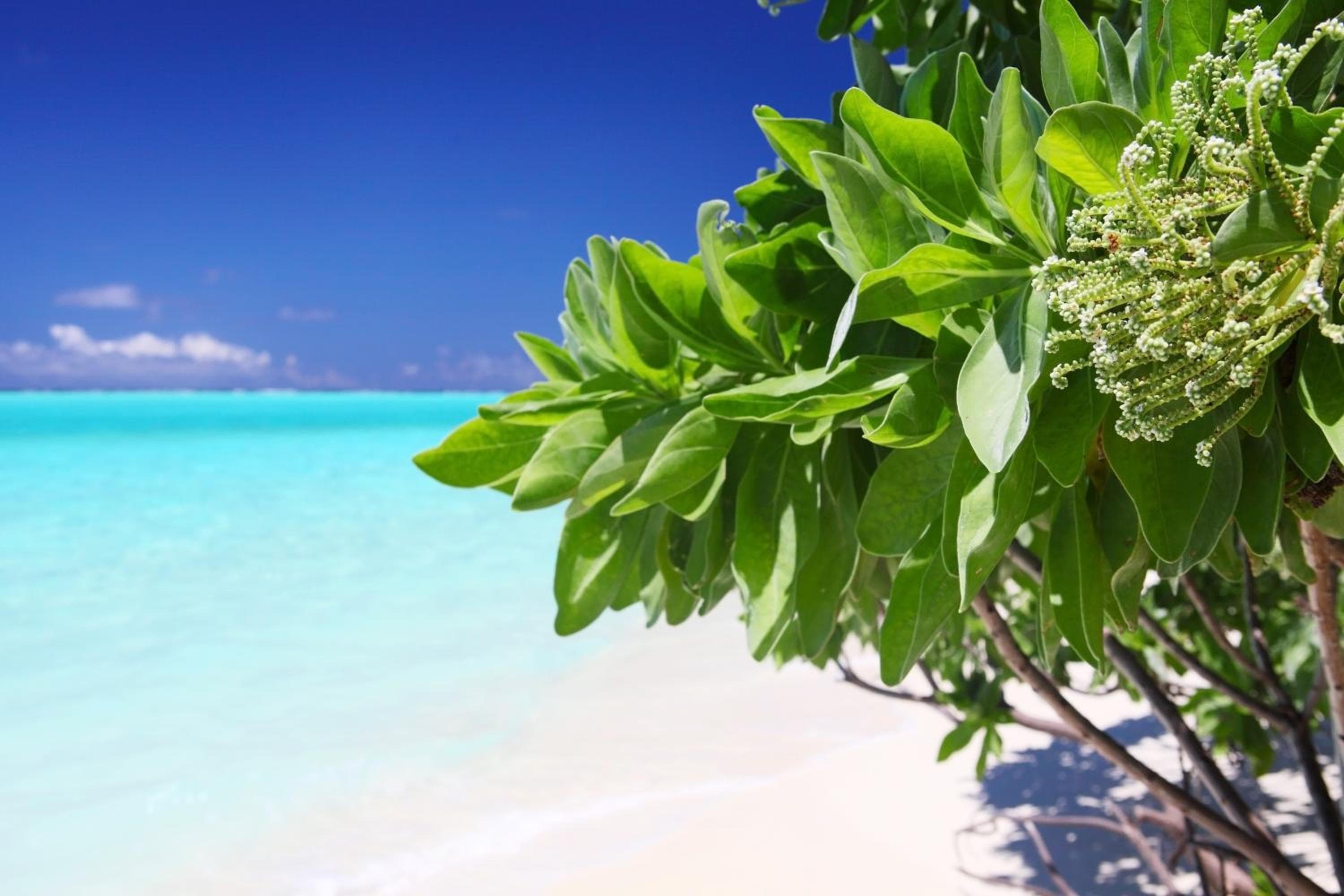 Holiday Cottage Thoddoo, Maldives - View 57