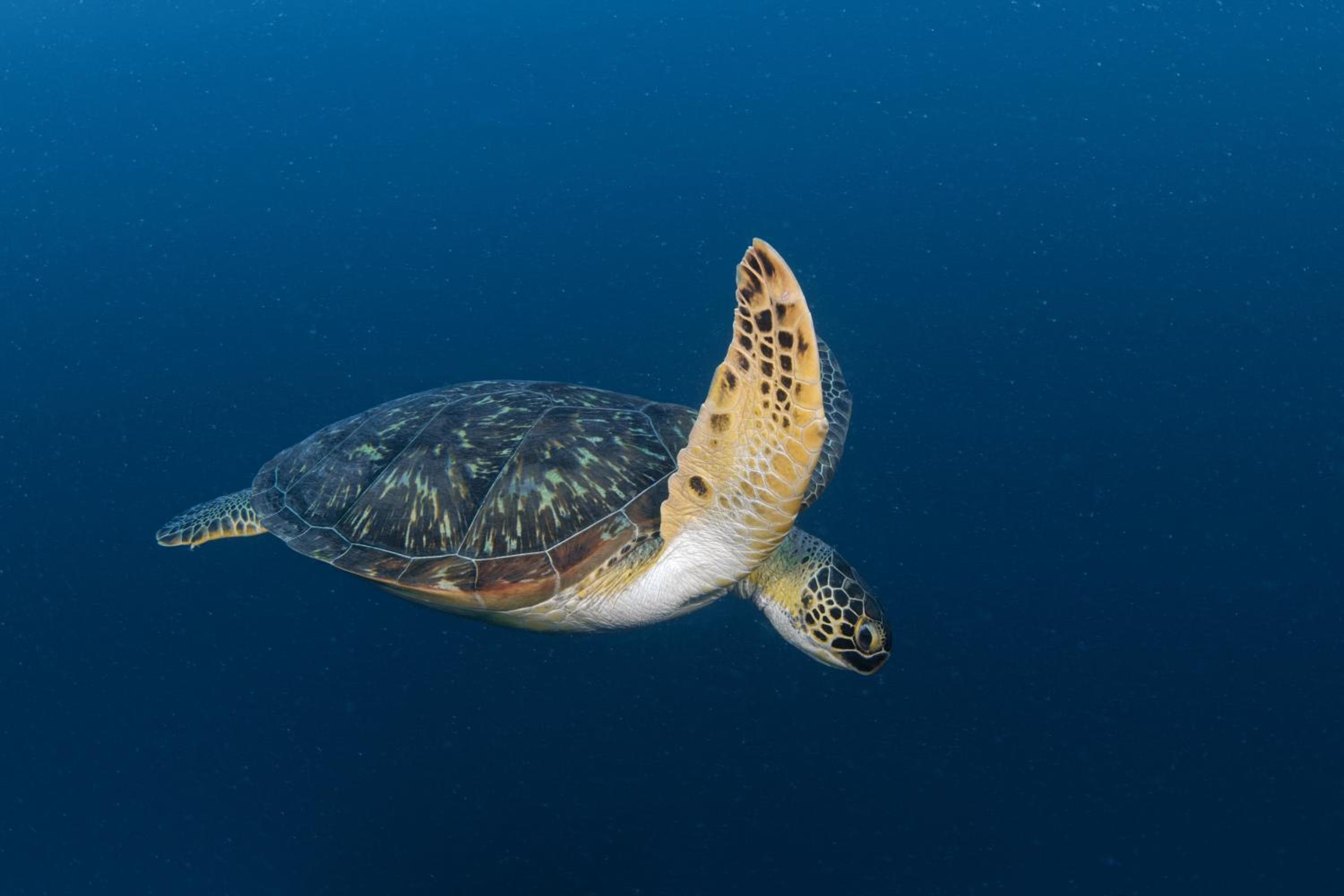 Aveyla Manta Village - View 19