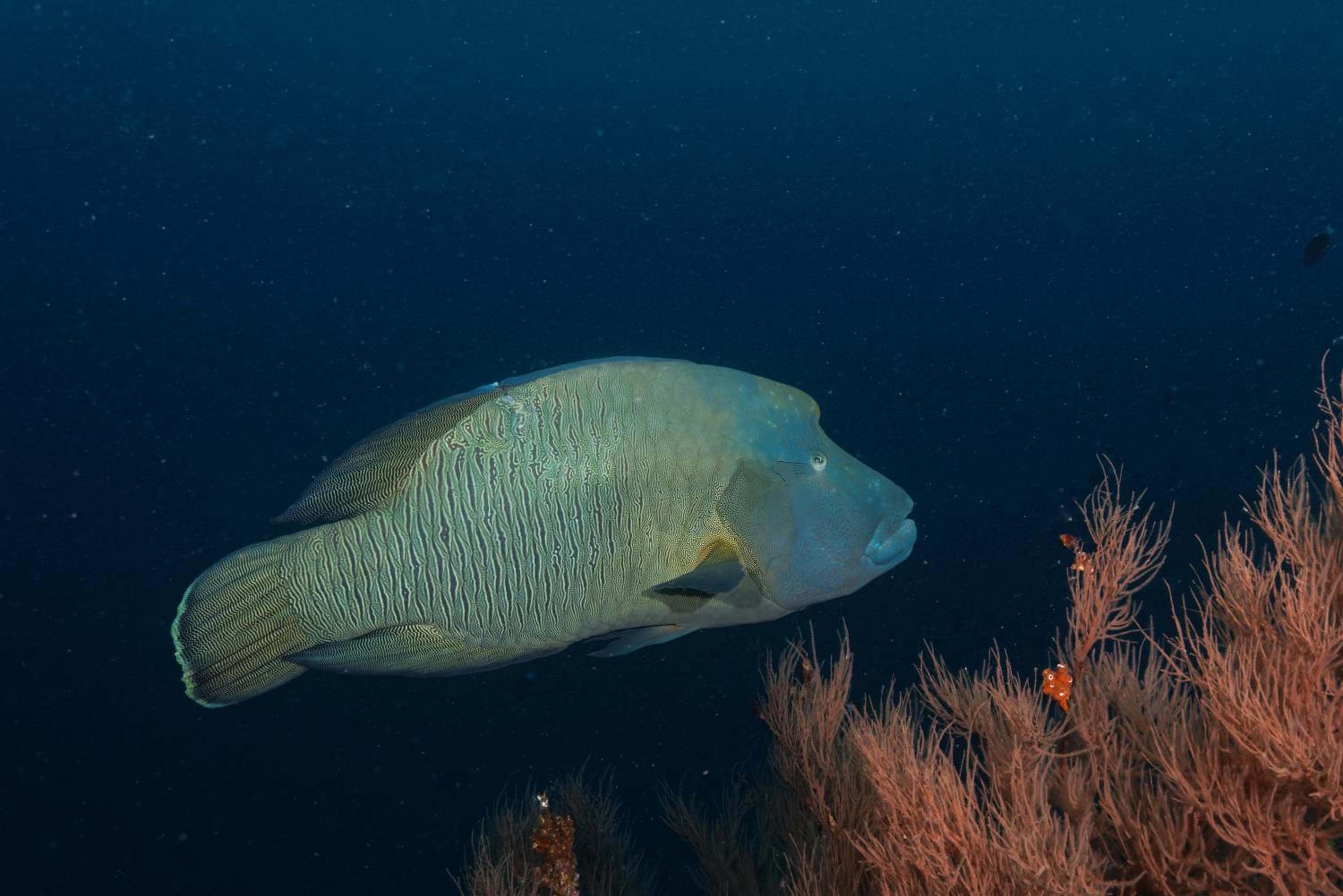 Aveyla Manta Village - View 18