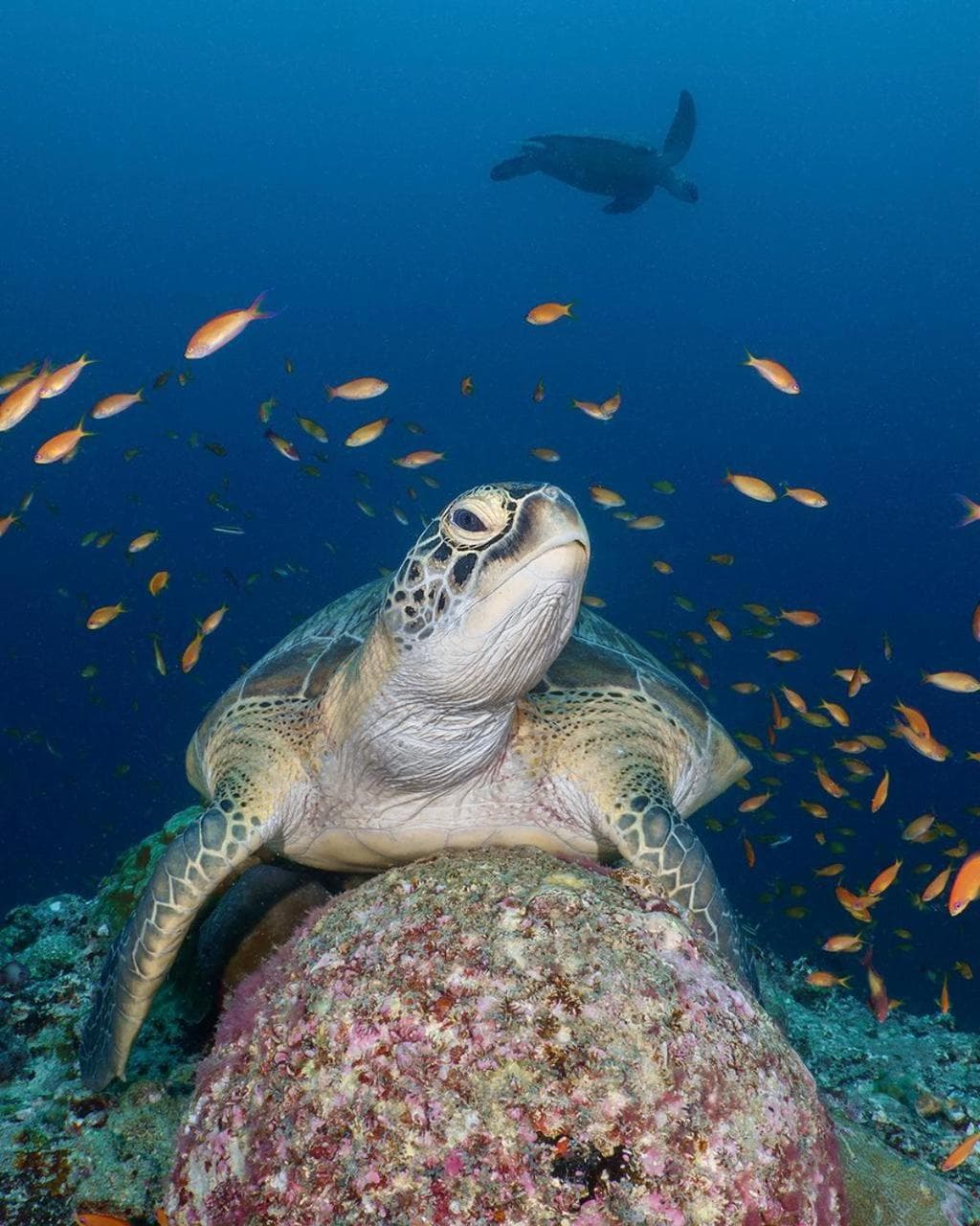 Aveyla Manta Village - View 13