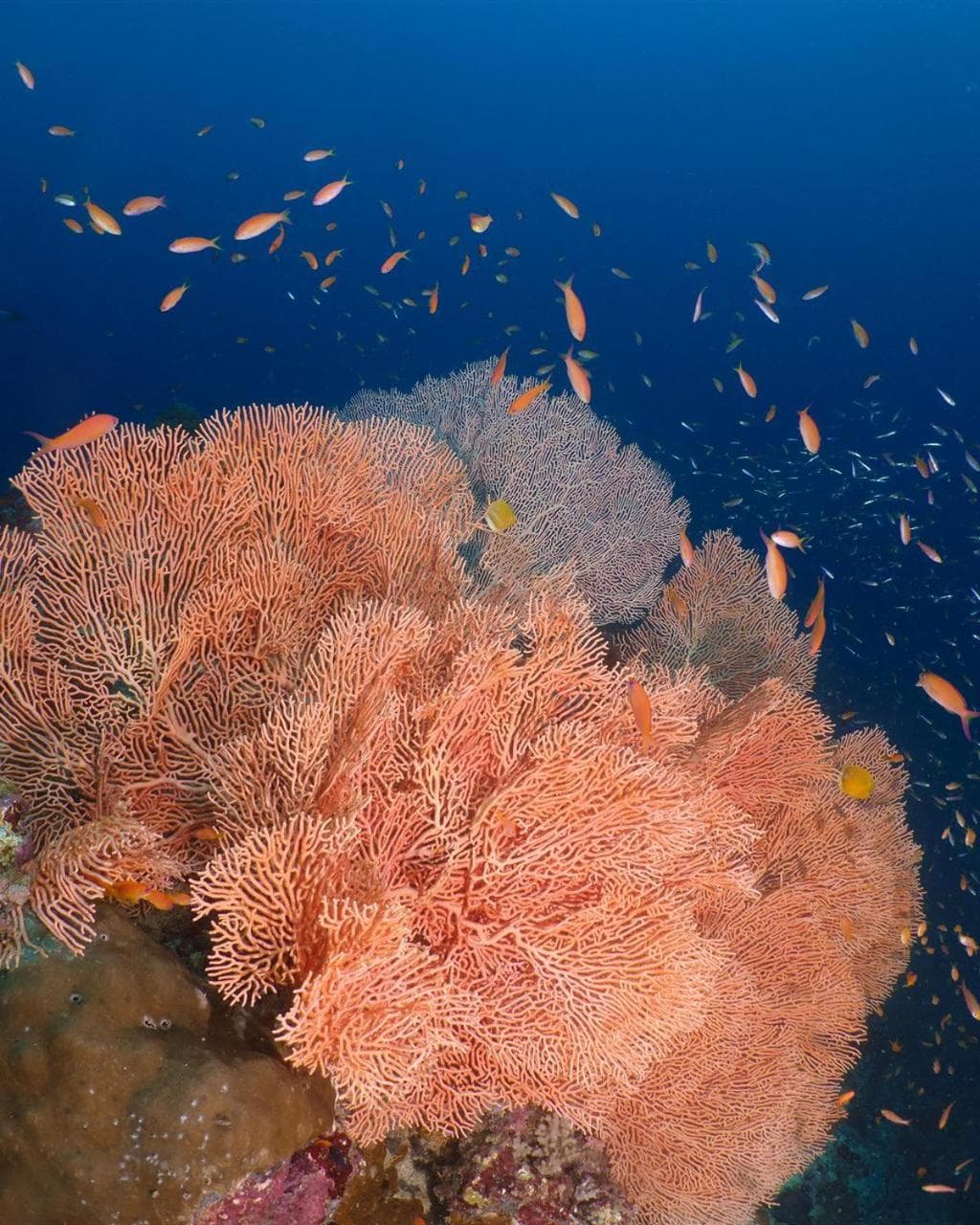 Aveyla Manta Village - View 90