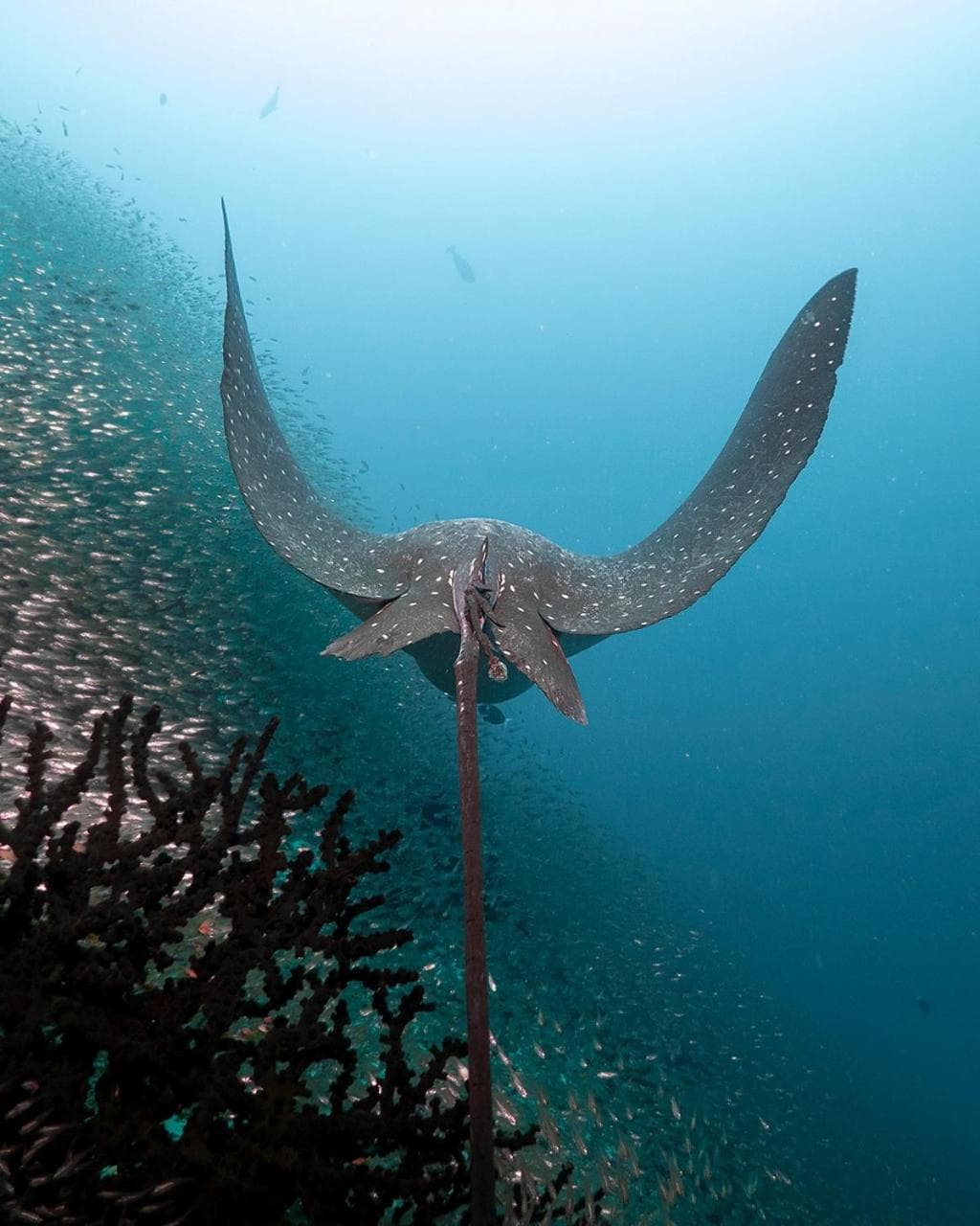 Aveyla Manta Village - View 93