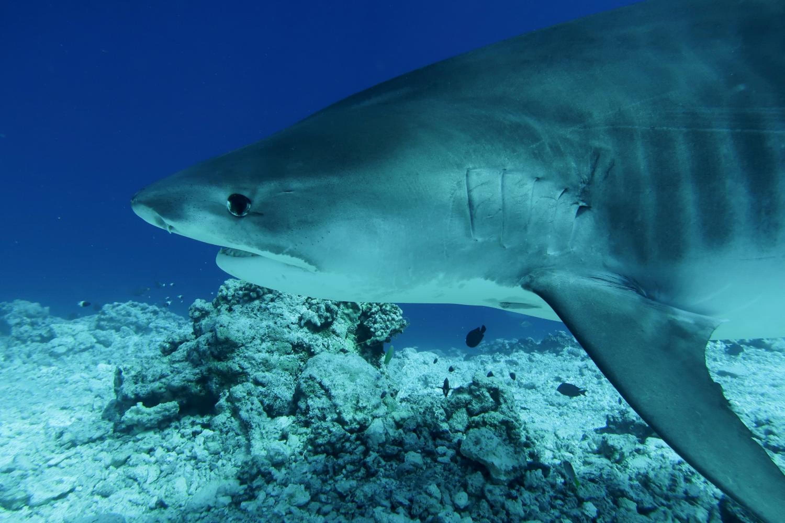 Isle Royal Inn - View 29