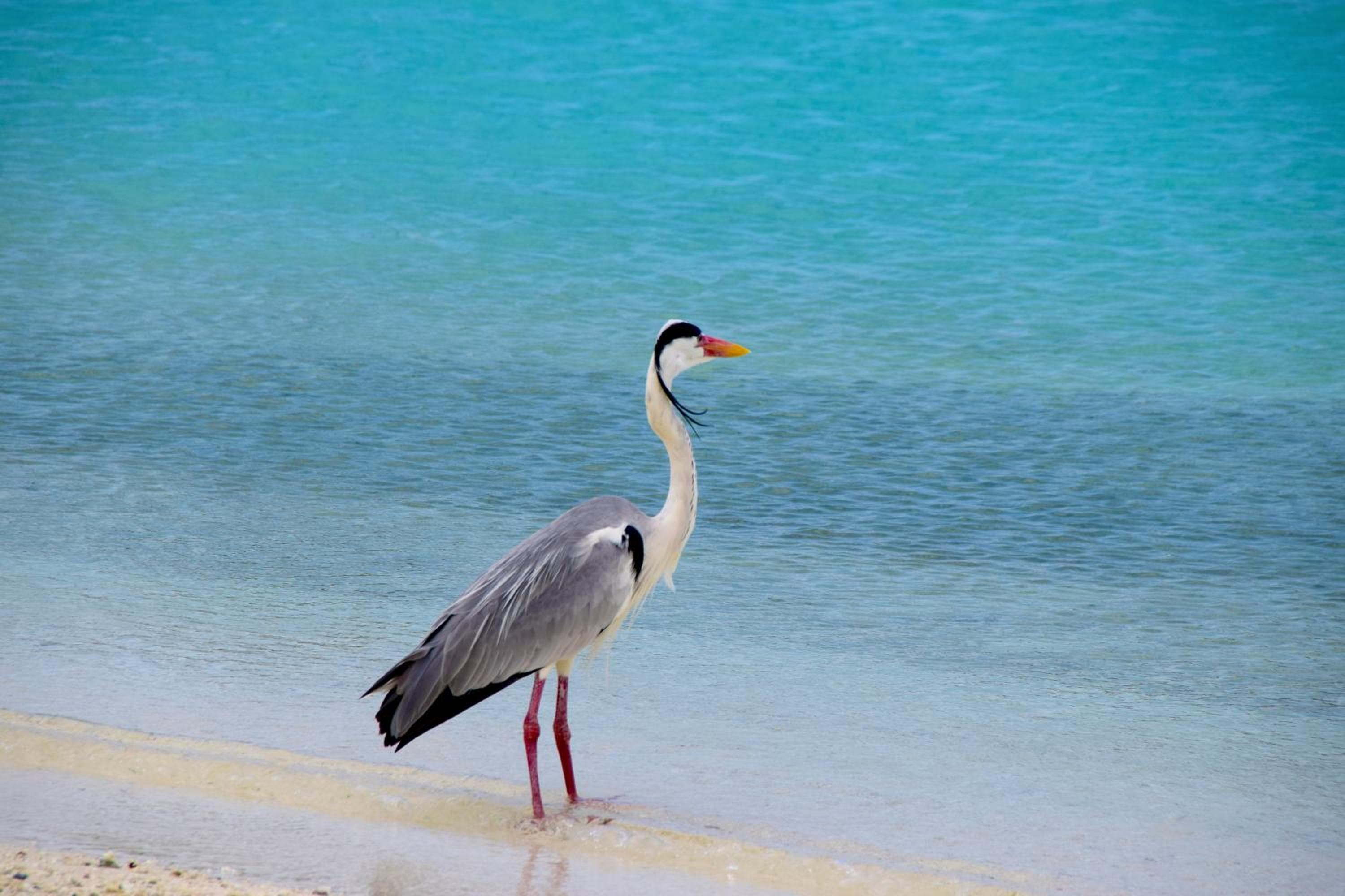 Makunudu Island- An Intimate Hideaway - View 28