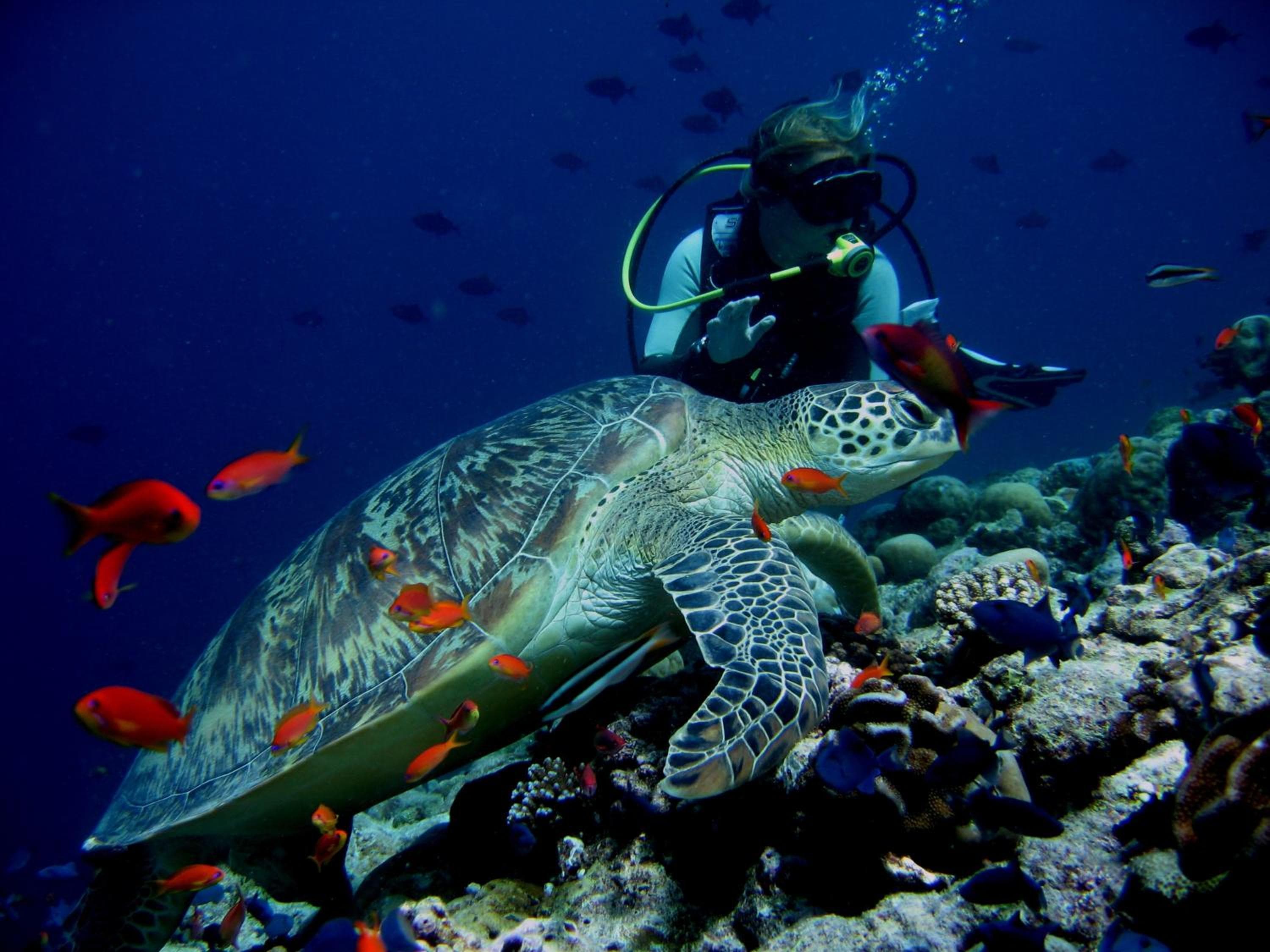 Koimala Hotel - View 95