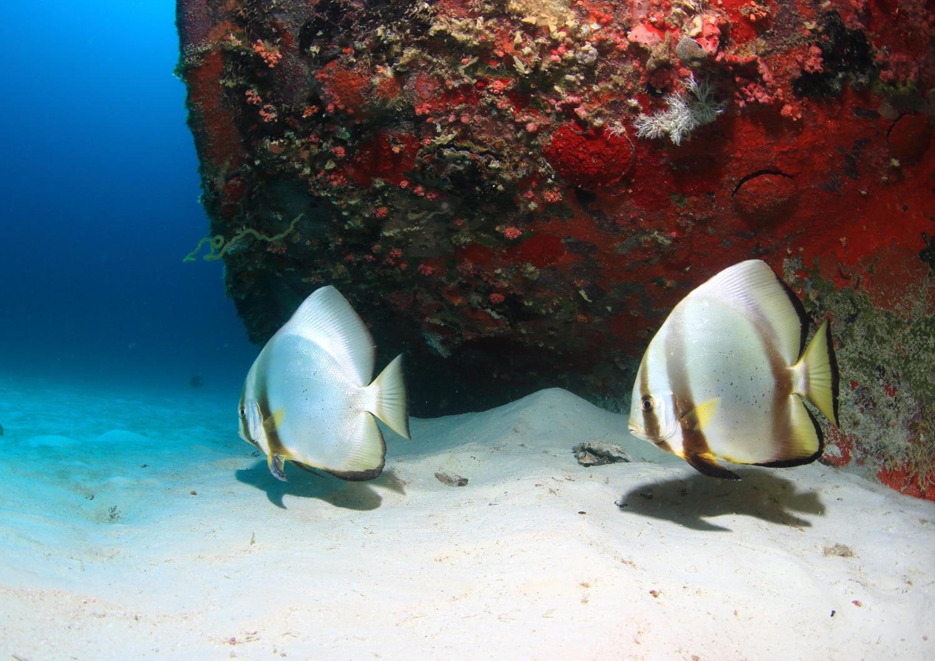 The Beehive - View 25