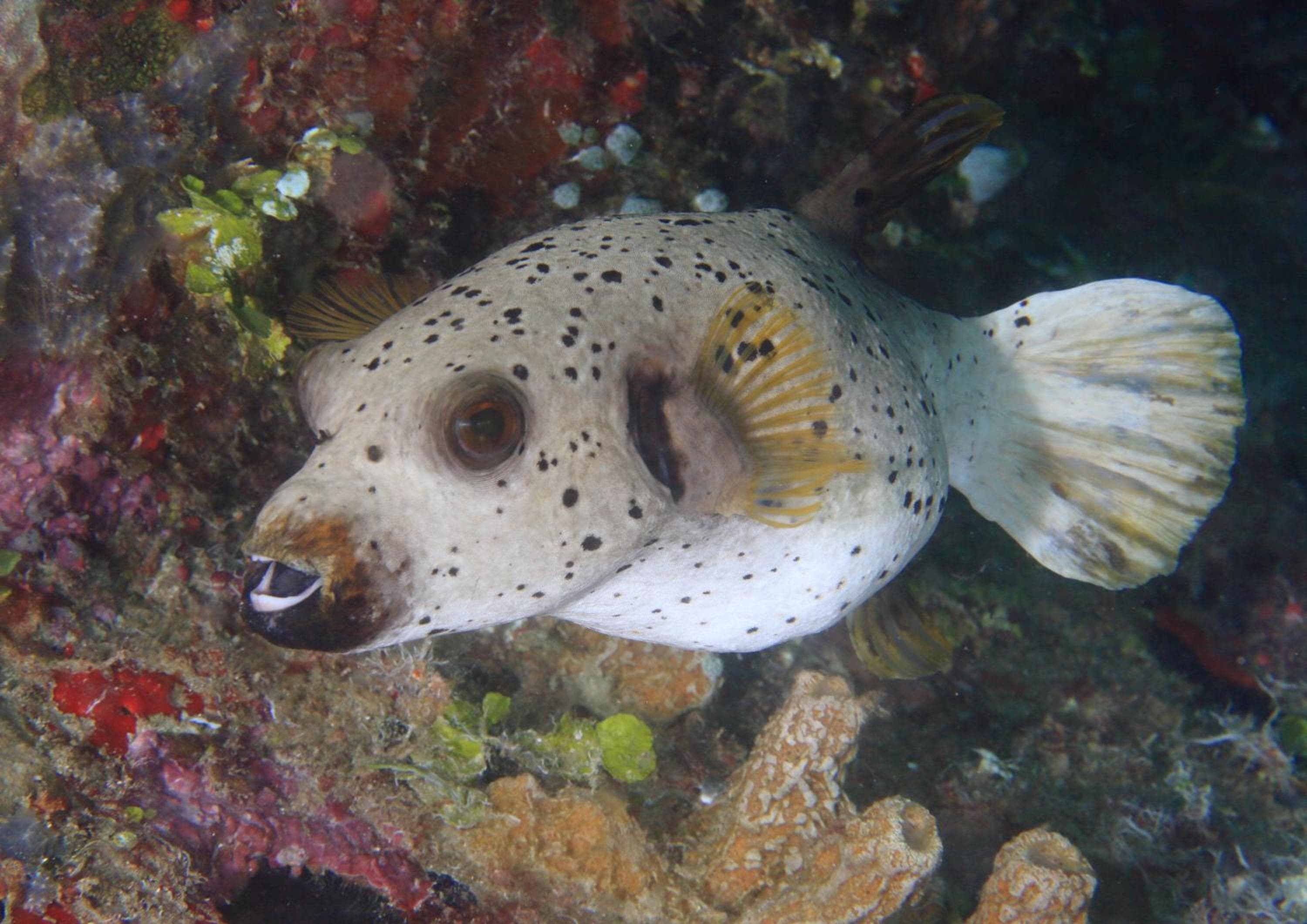 The Beehive - View 55