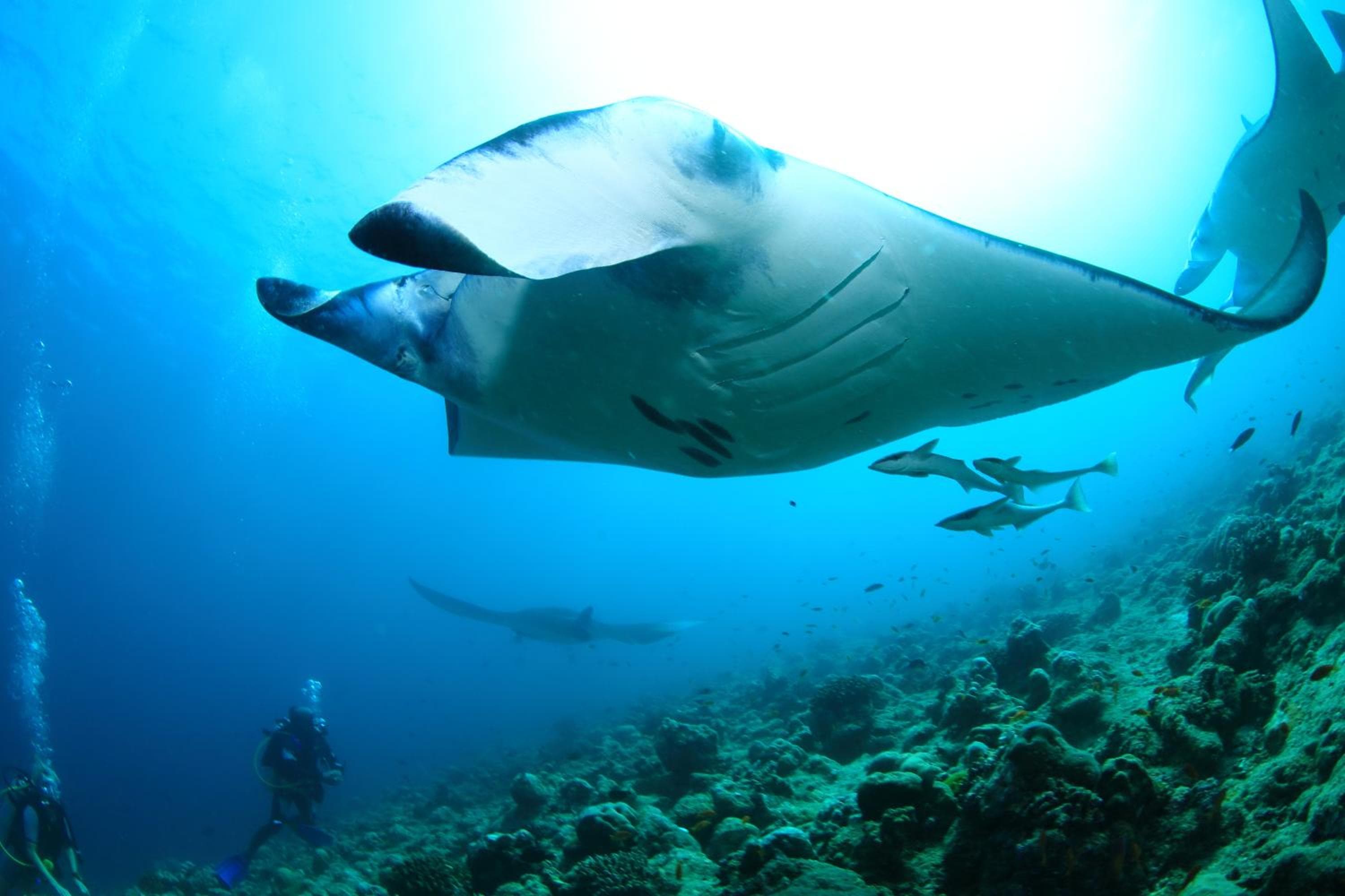 The Beehive - View 23