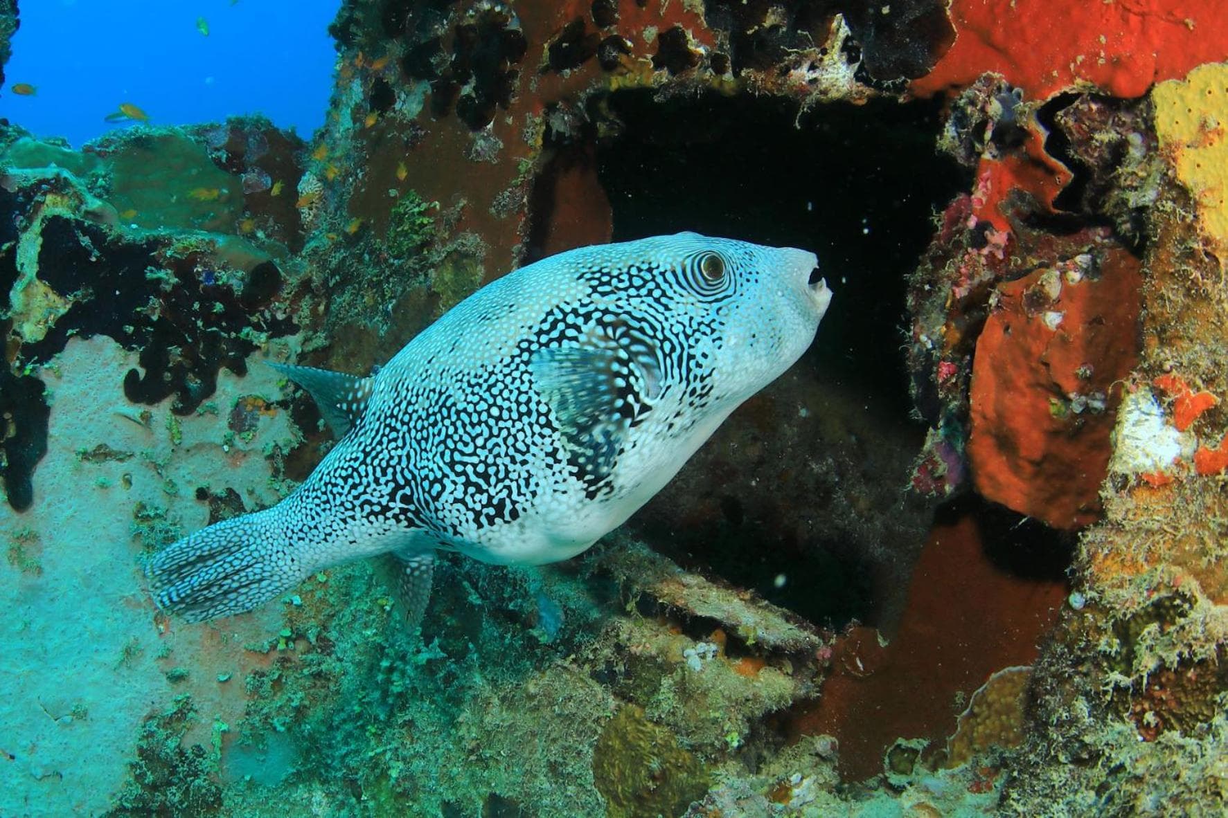 V Villas Maldives at Mirihi - MGallery Collection - View 22