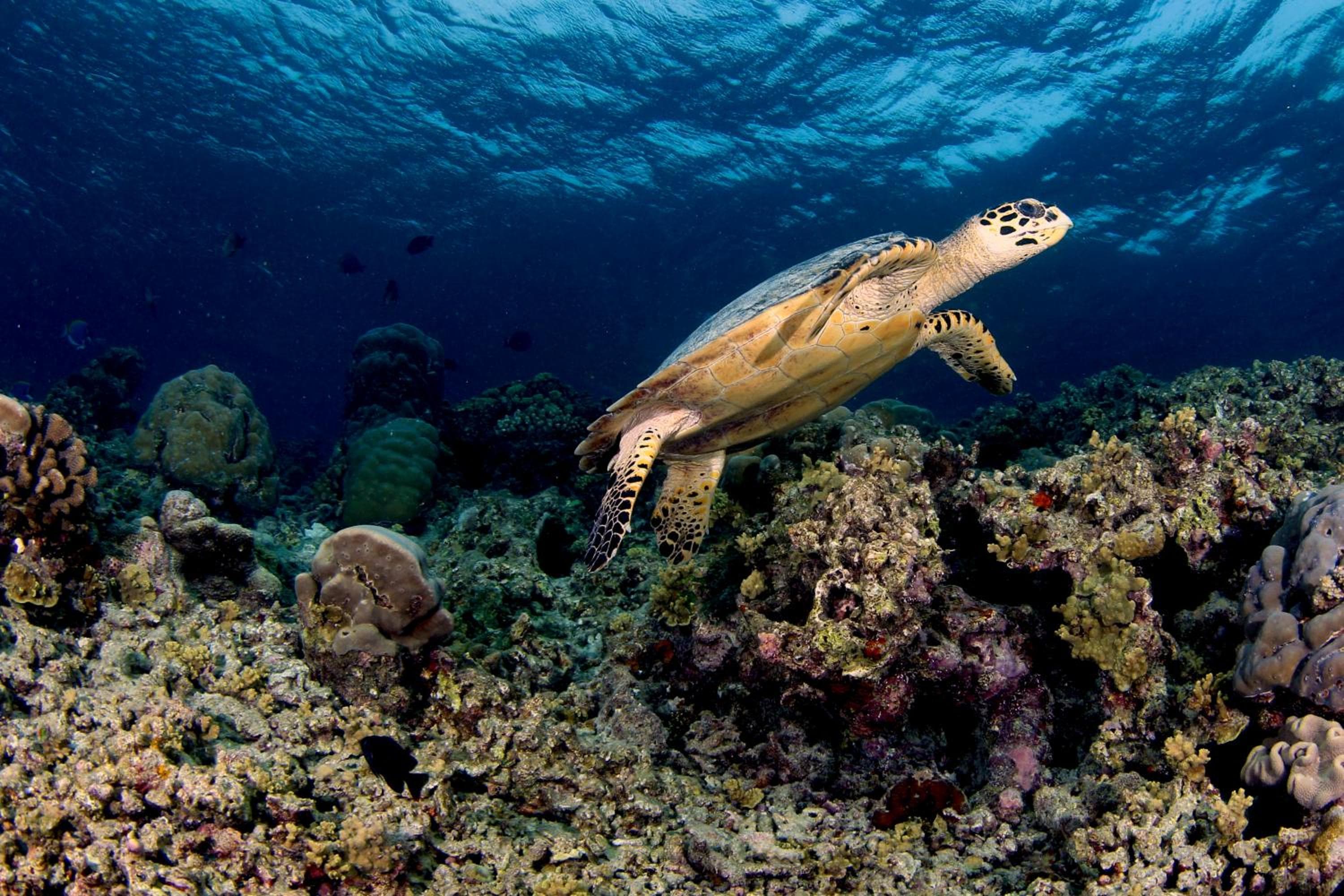 Ras Rana Lodge - View 9