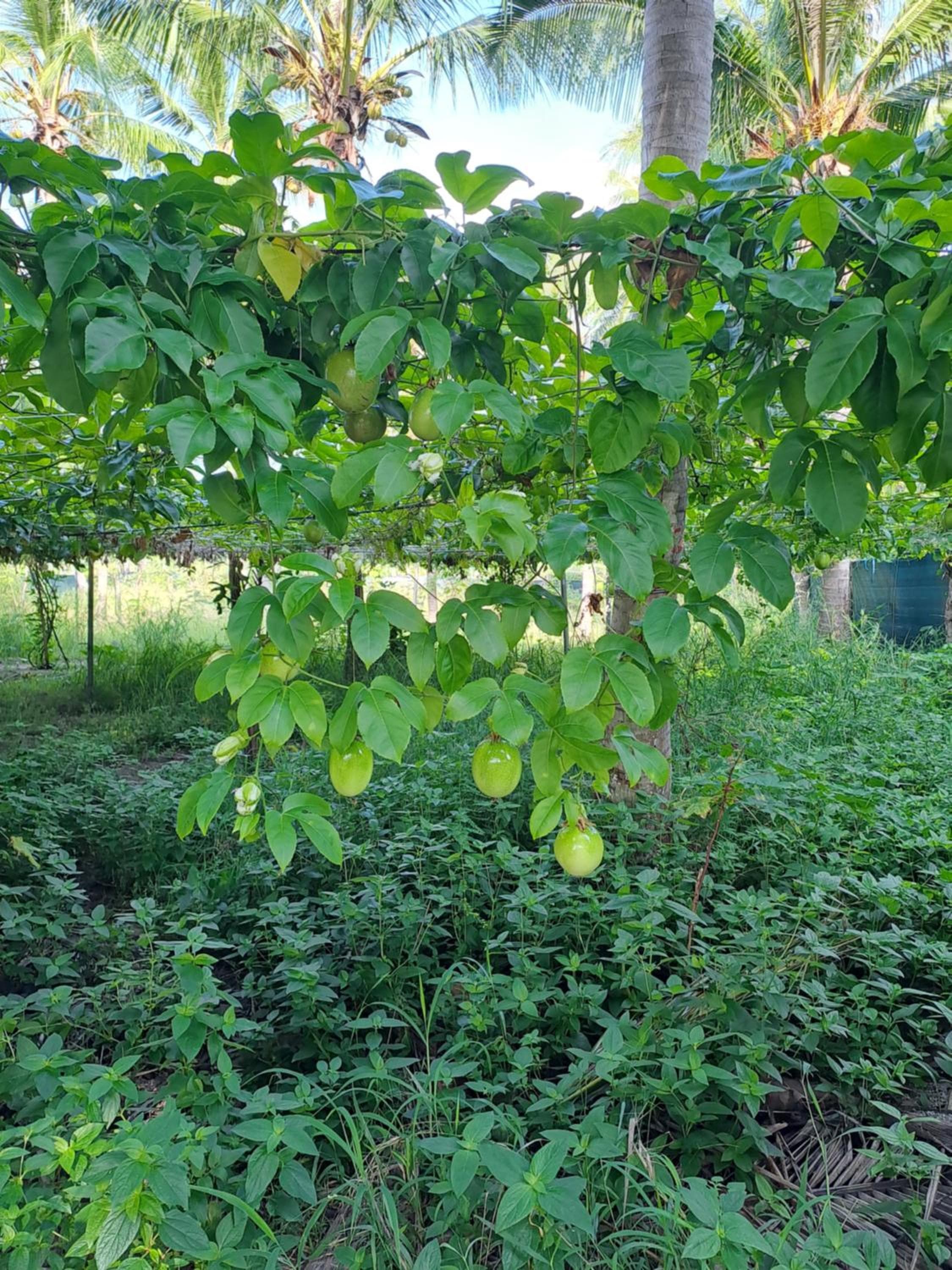 Summer Sky Thoddoo - View 36