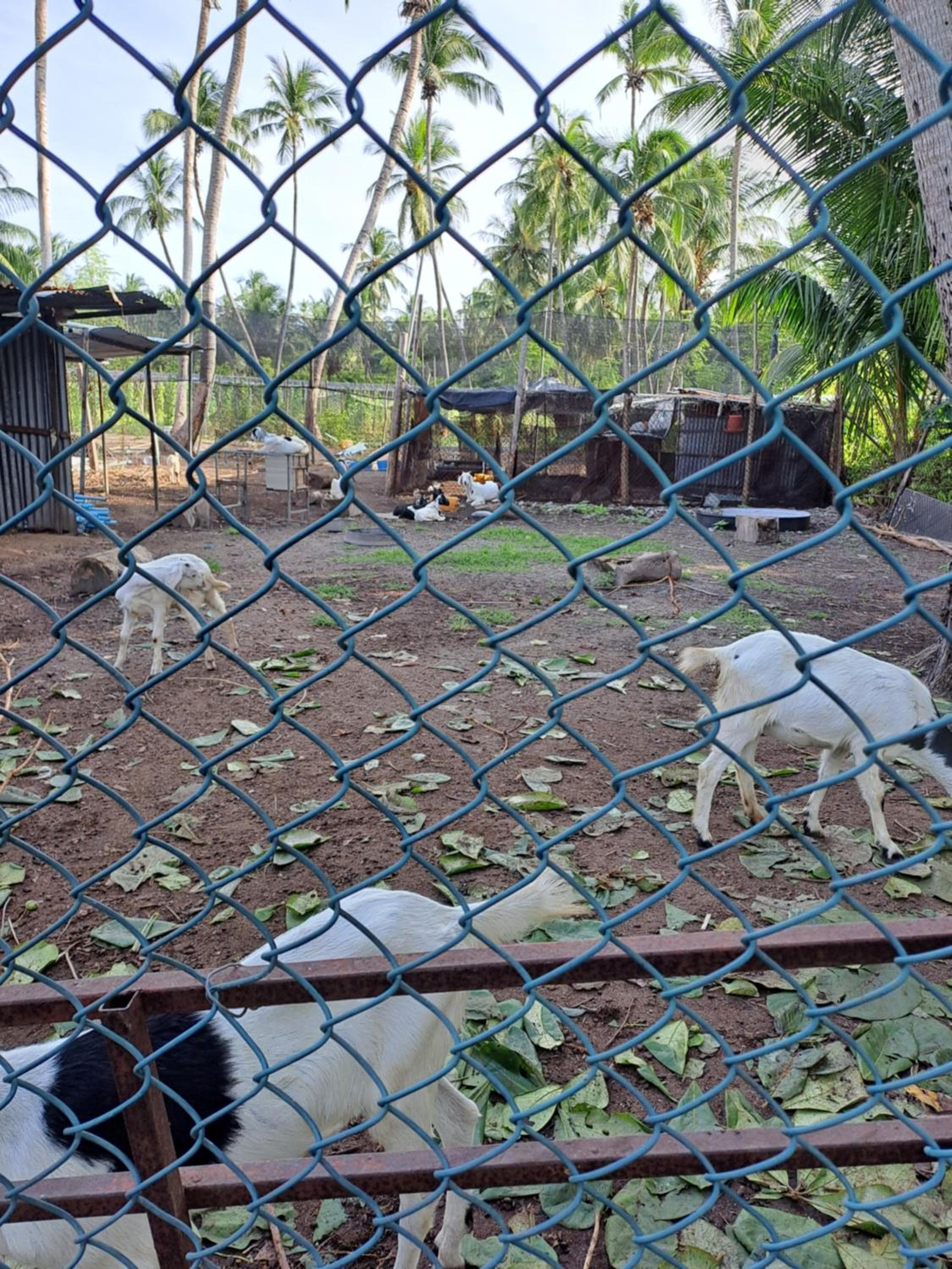 Summer Sky Thoddoo - View 35