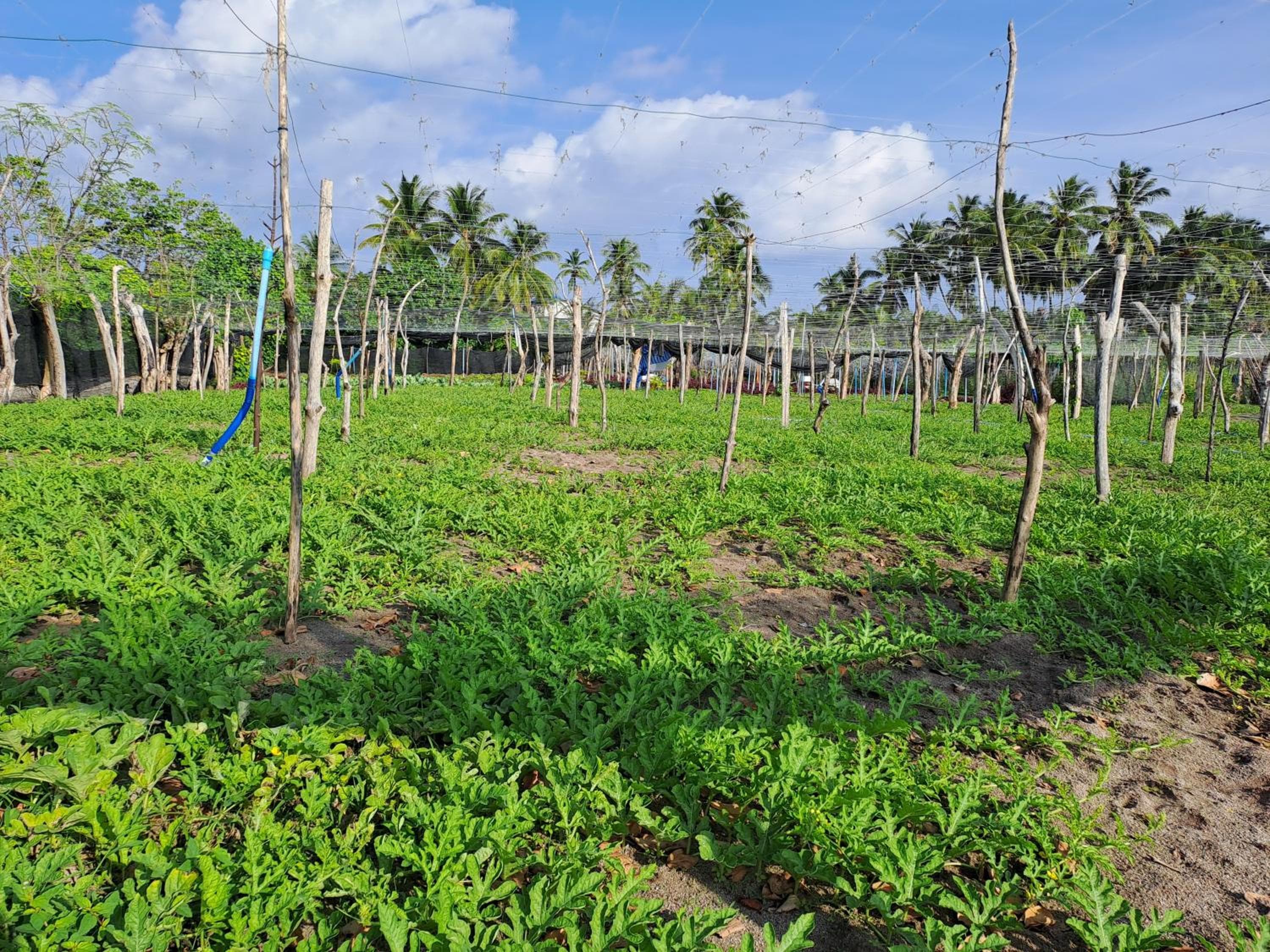 Summer Sky Thoddoo - View 32