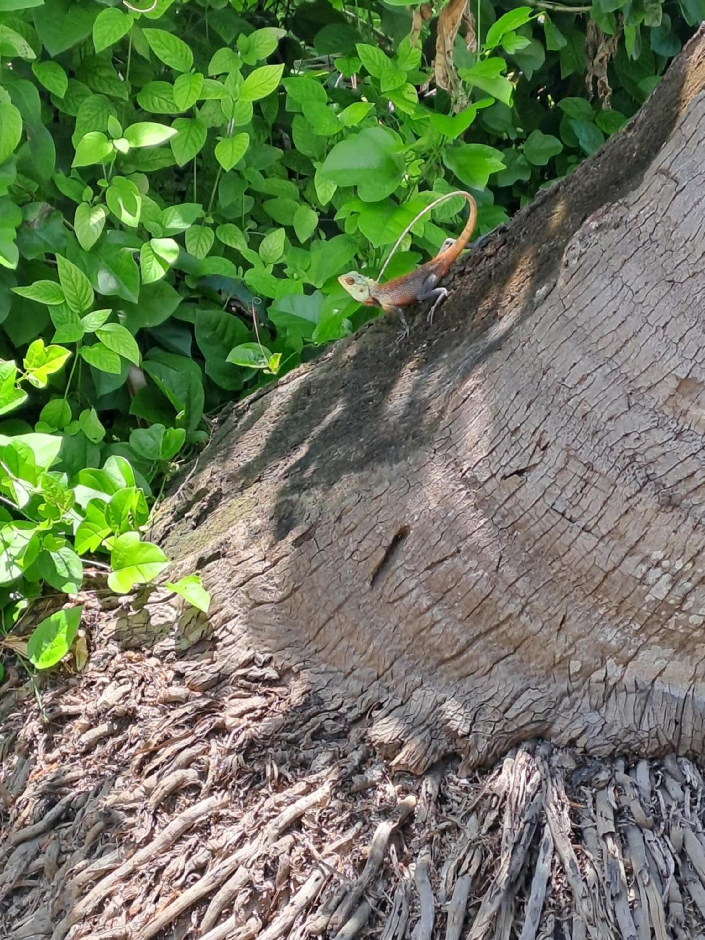 Summer Sky Thoddoo - View 25