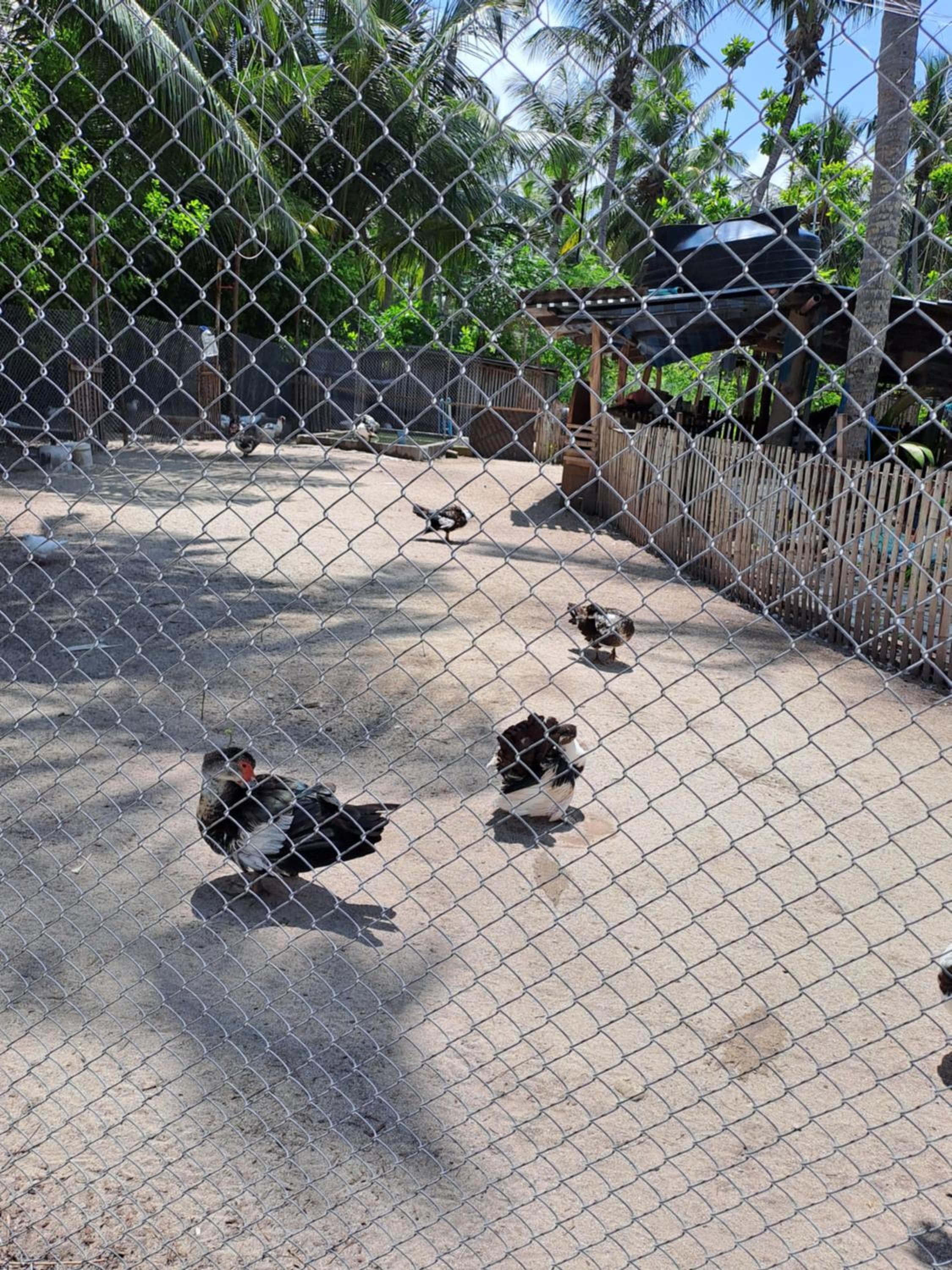 Summer Sky Thoddoo - View 24