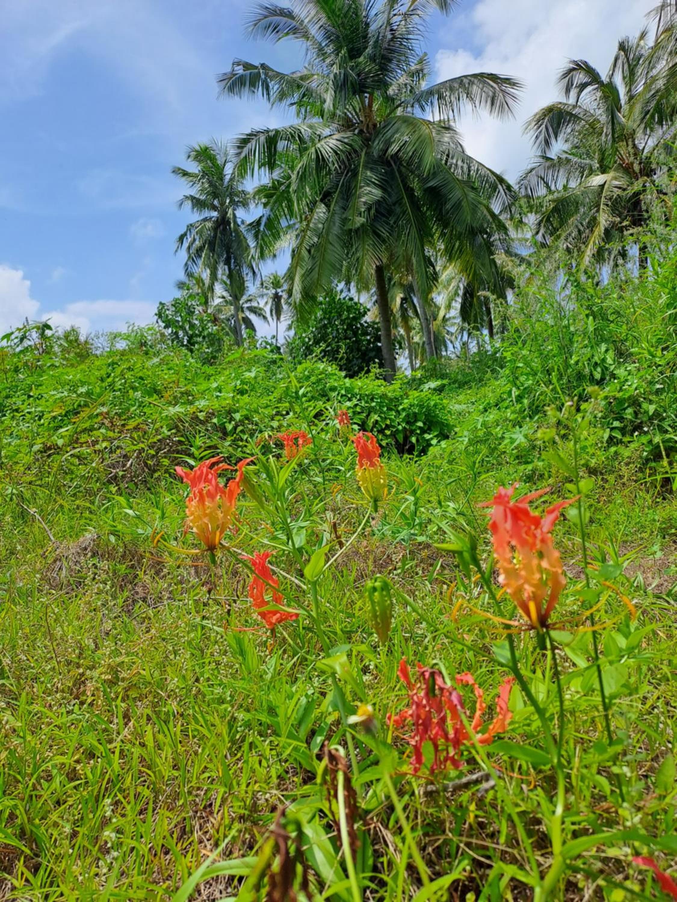 Summer Sky Thoddoo - View 23