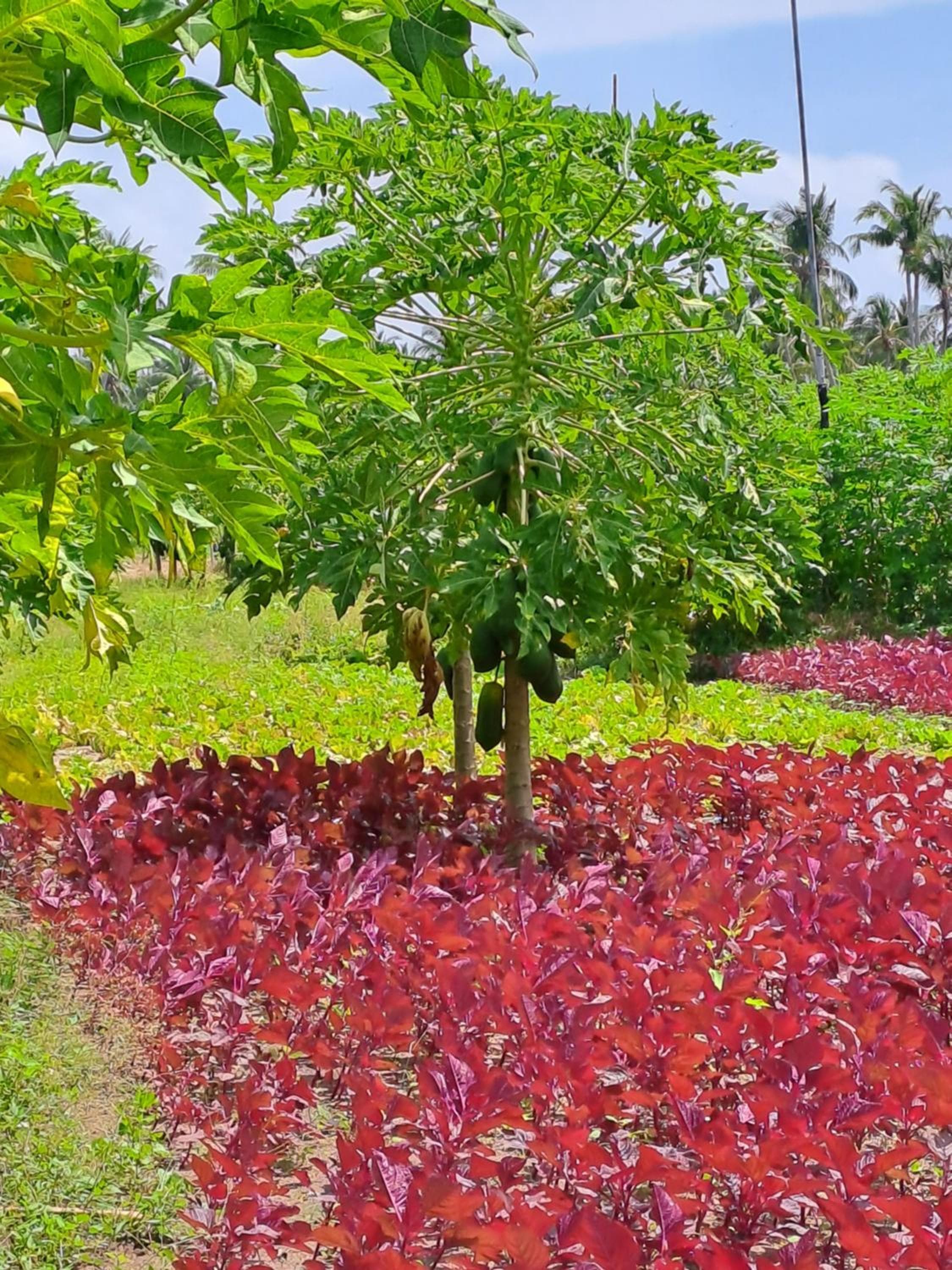 Summer Sky Thoddoo - View 22