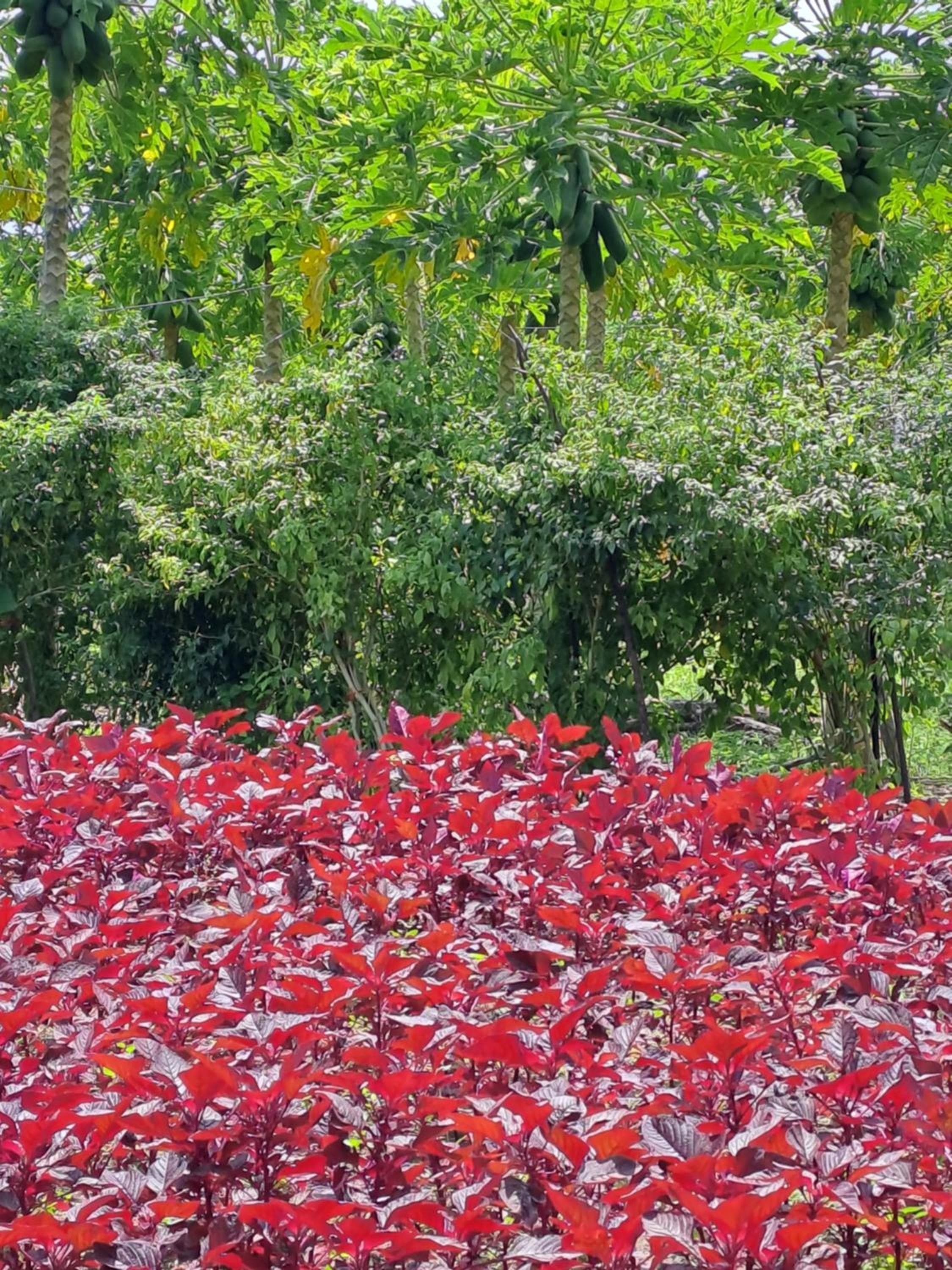 Summer Sky Thoddoo - View 21