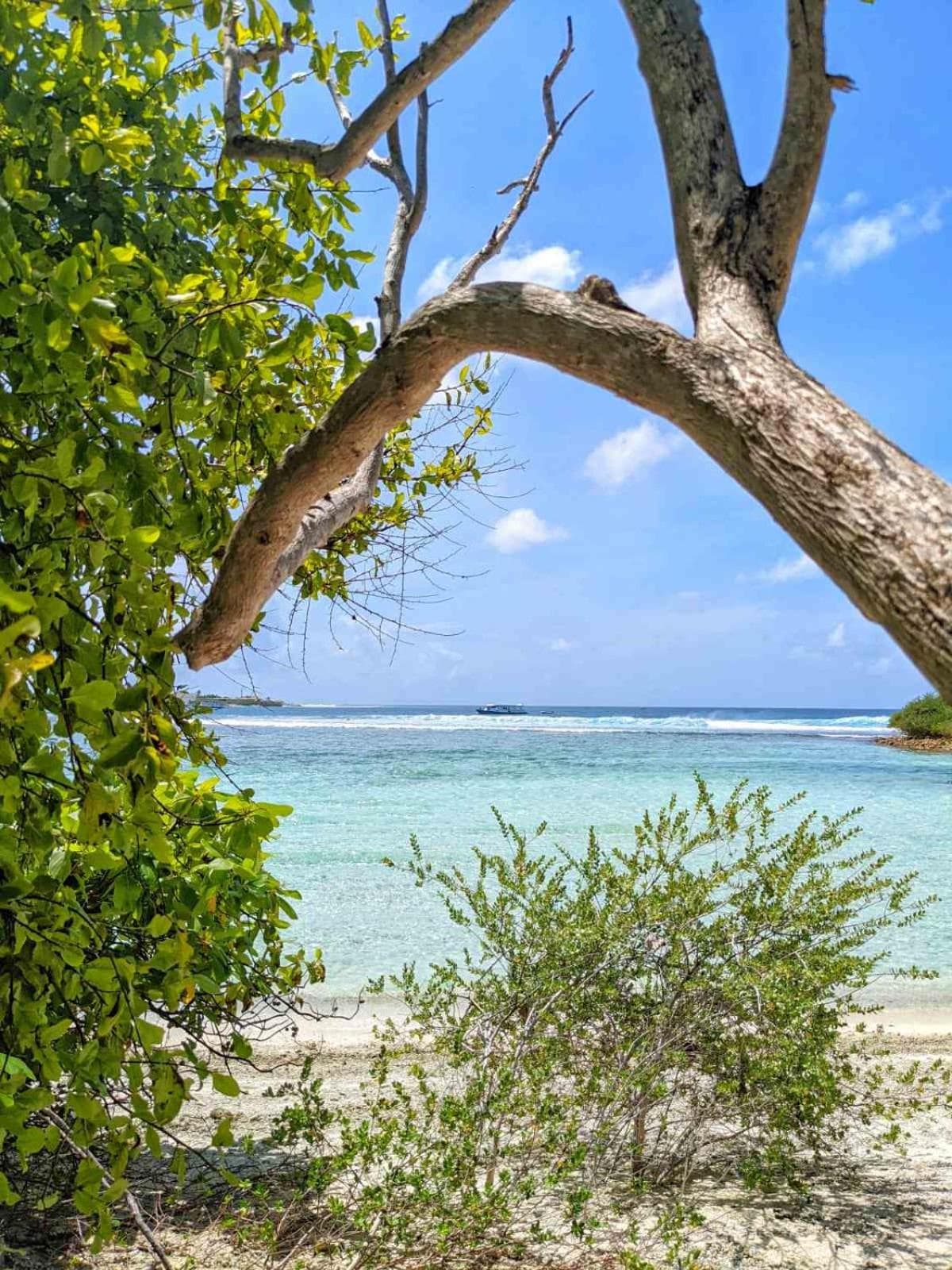 Dhoadhi Retreat - View 3