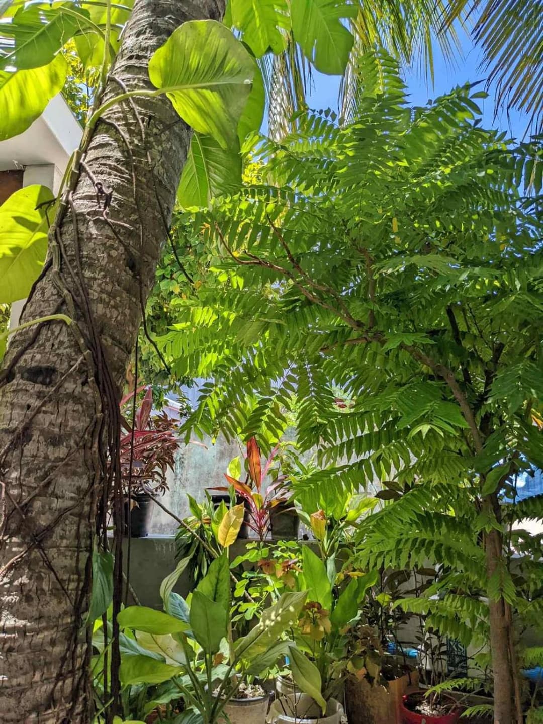Dhoadhi Retreat - View 32