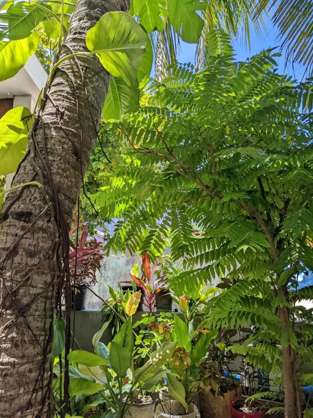 Dhoadhi Retreat - View 47