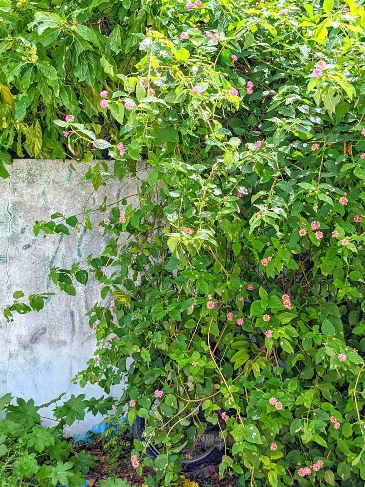 Dhoadhi Retreat - View 46