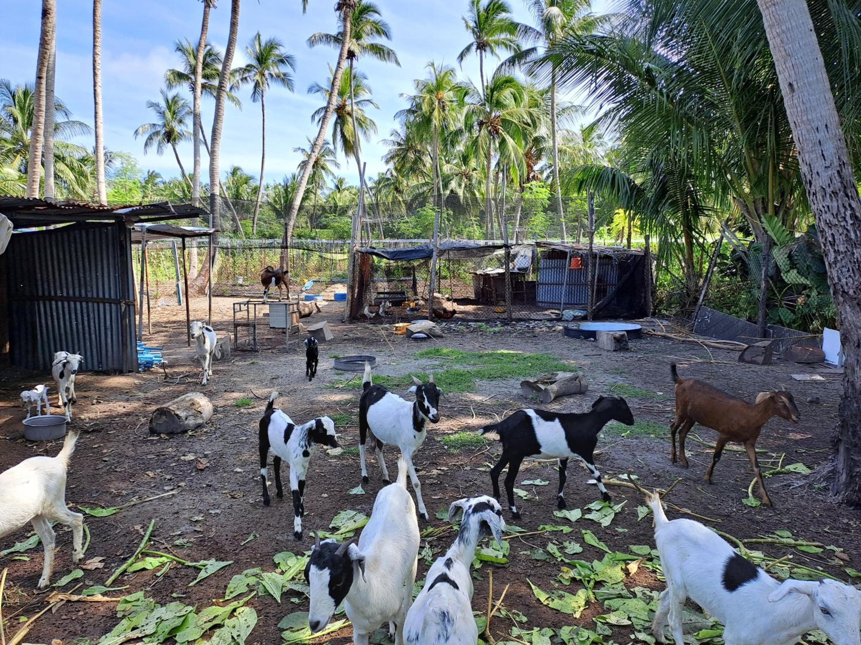 Summer Sky Thoddoo - View 6