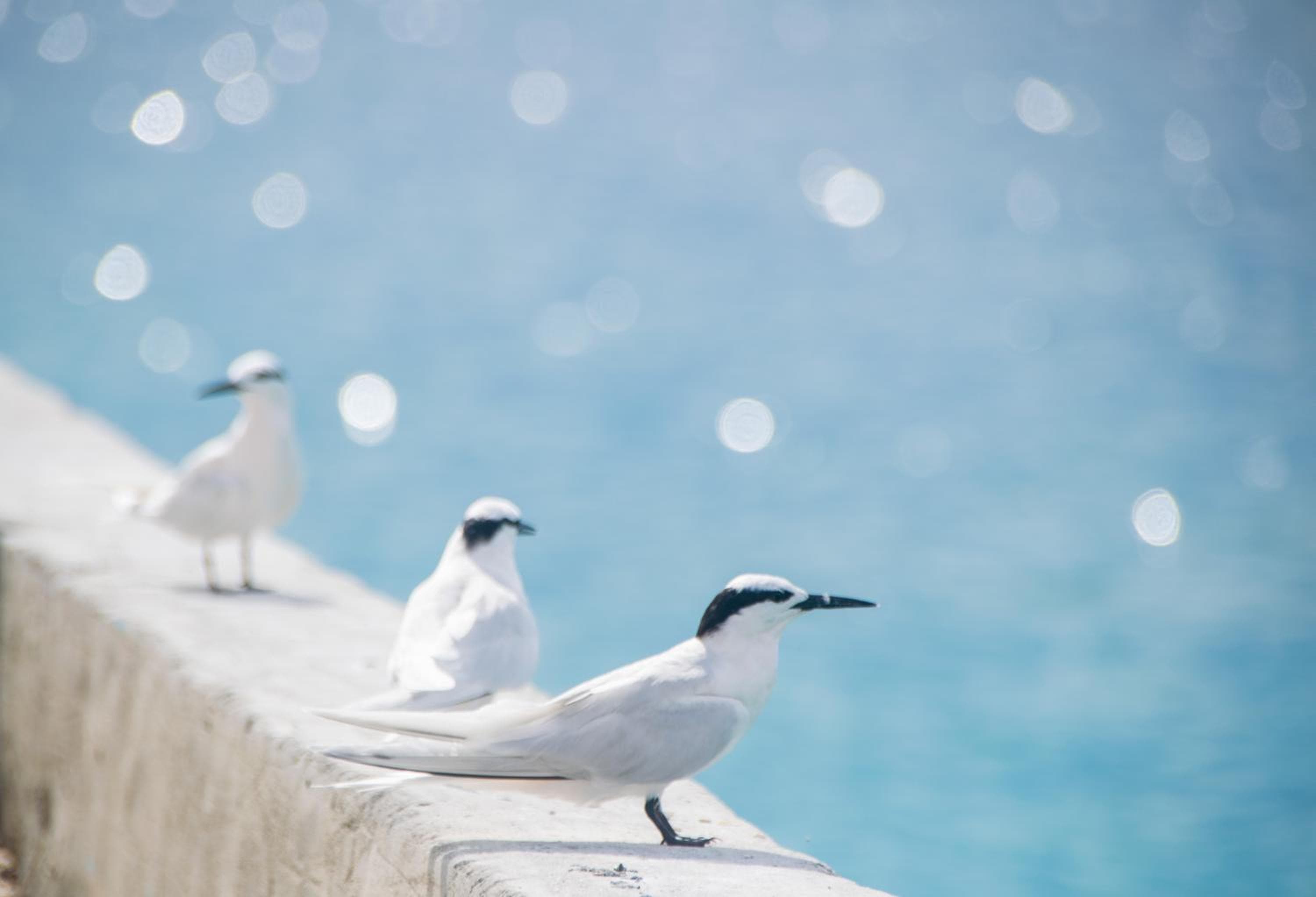 Makunudu Island- An Intimate Hideaway - View 51