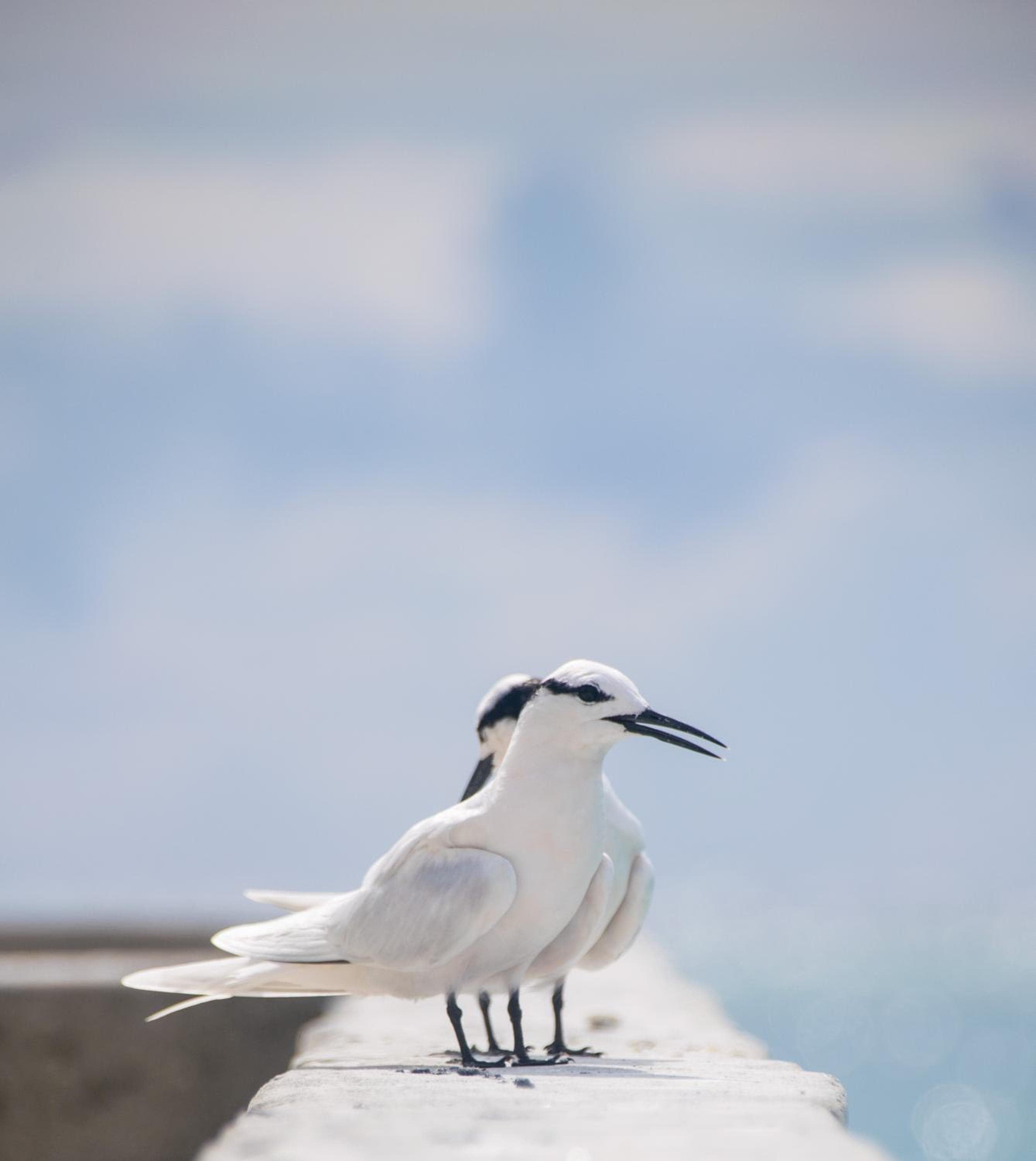 Makunudu Island- An Intimate Hideaway - View 40