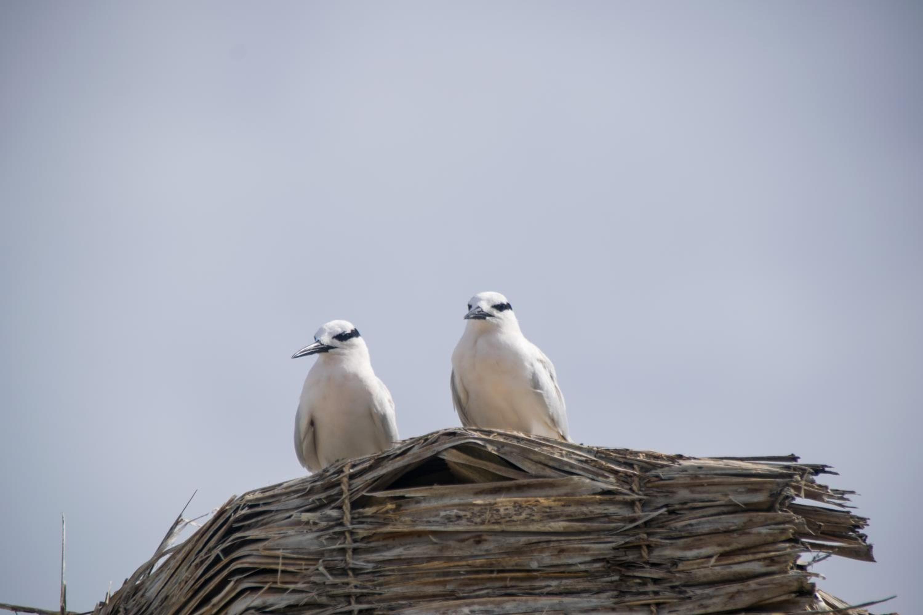 Makunudu Island- An Intimate Hideaway - View 47