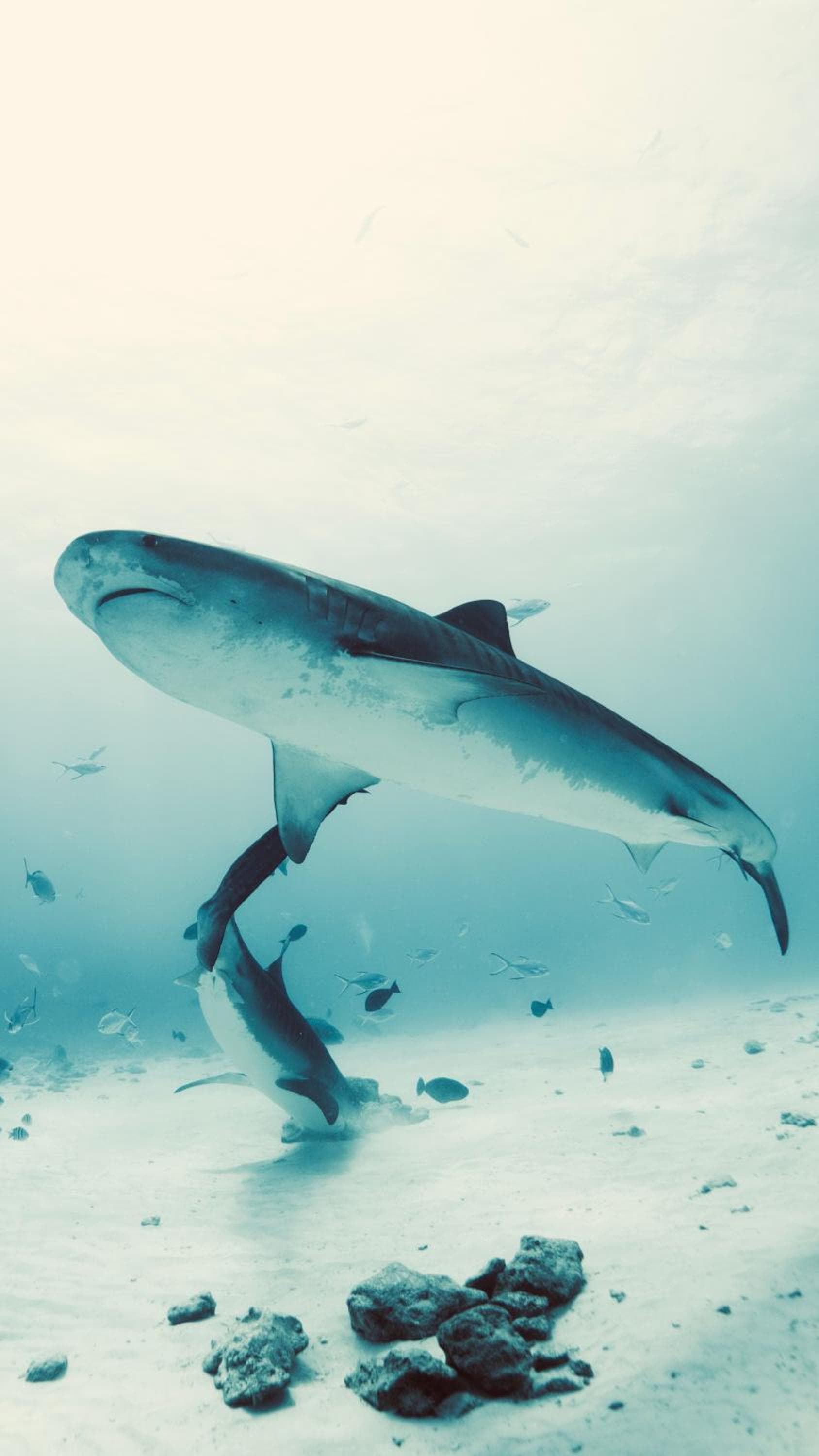 Ataraxis Grand and Spa Fuvahmulah - View 21