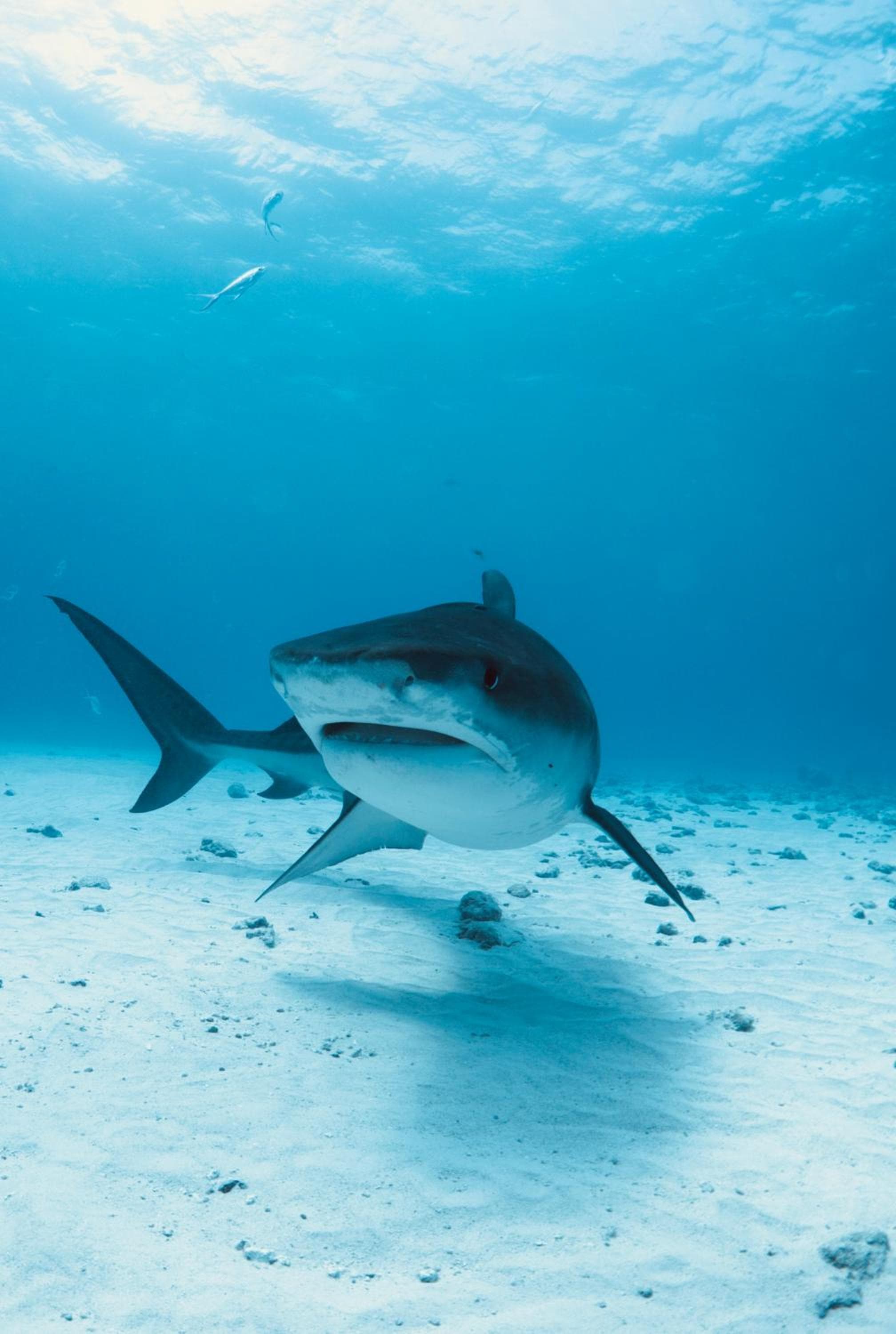 Ataraxis Grand and Spa Fuvahmulah - View 22