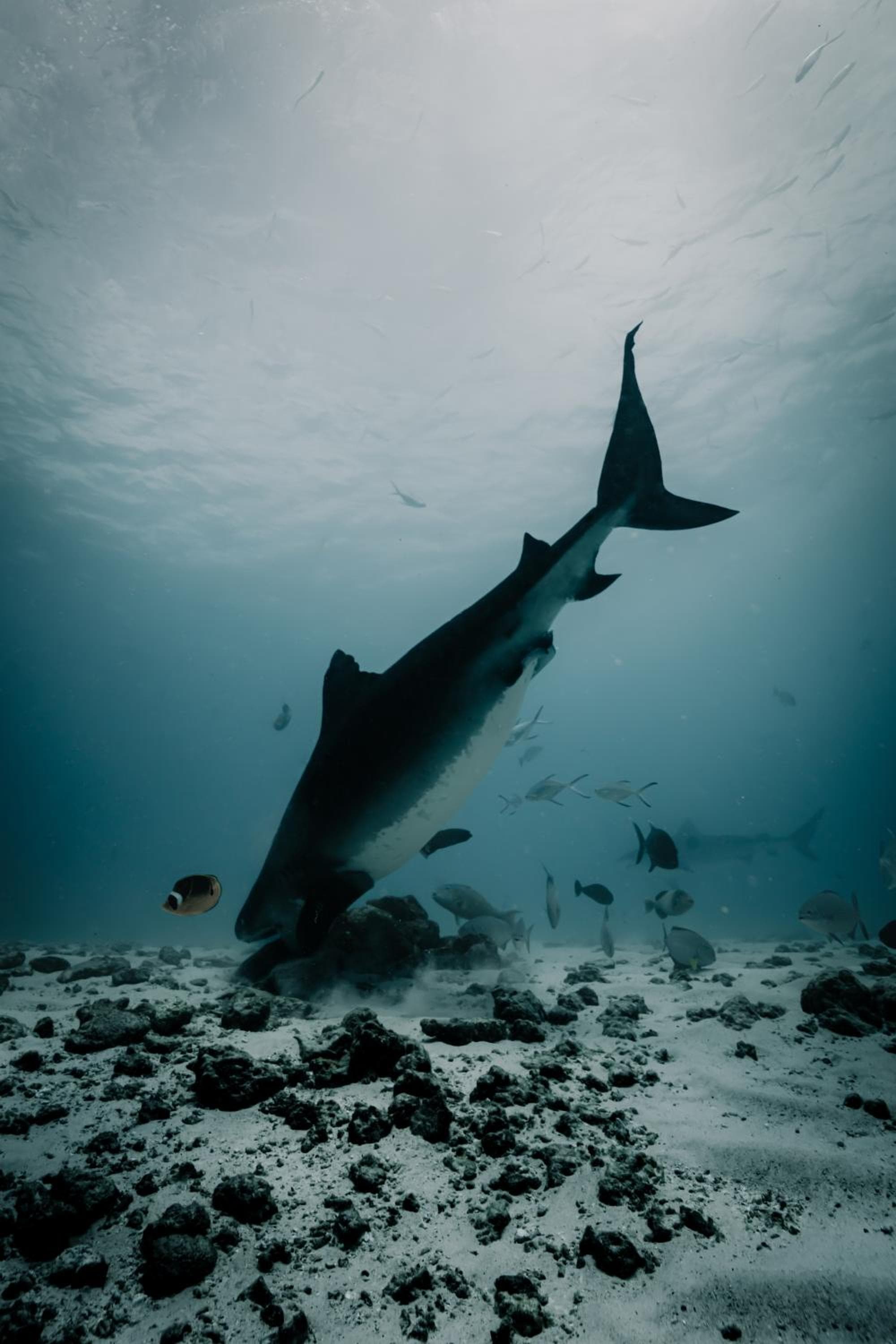 Ataraxis Grand and Spa Fuvahmulah - View 24