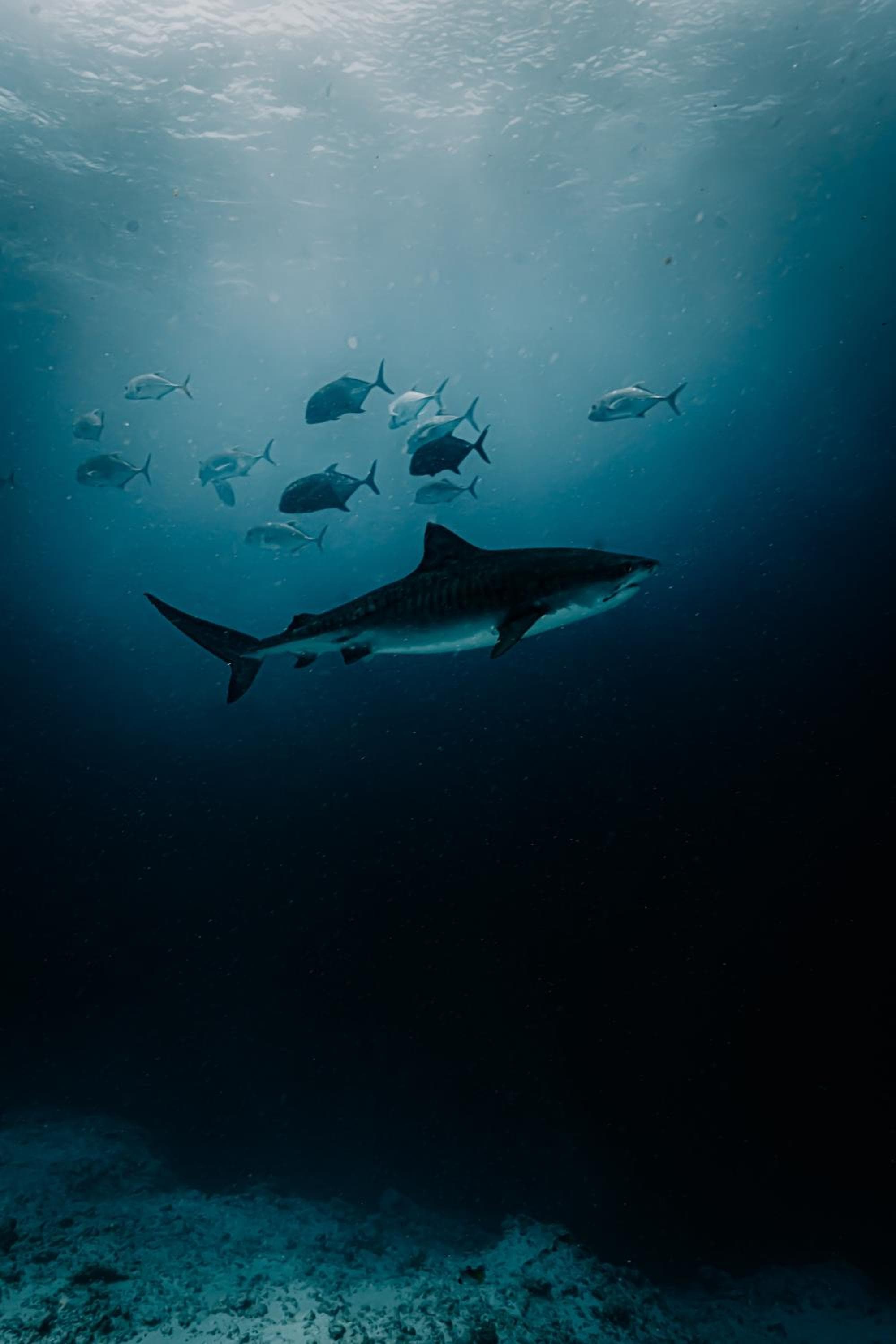 Ataraxis Grand and Spa Fuvahmulah - View 26