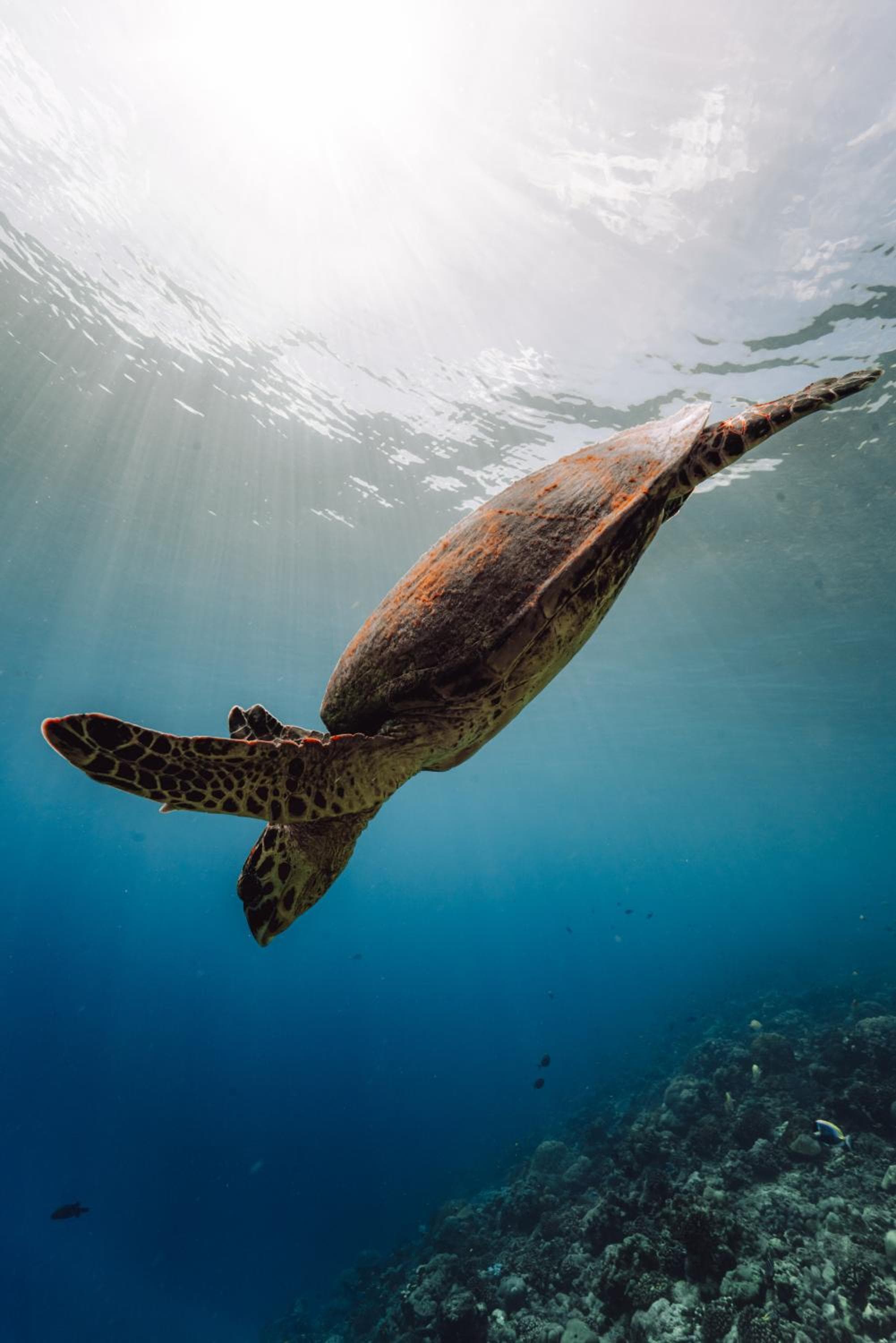 Ataraxis Grand and Spa Fuvahmulah - View 32