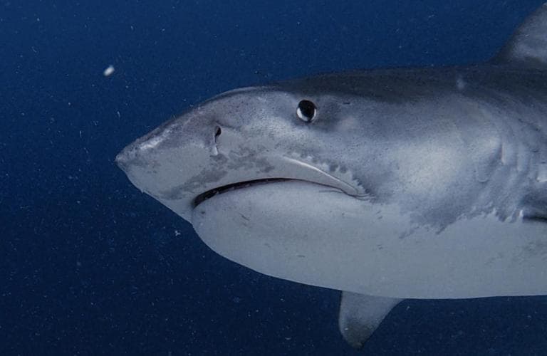 Isle Royal Inn - View 62