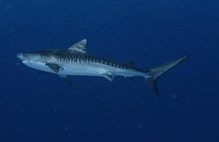 Isle Royal Inn - View 57