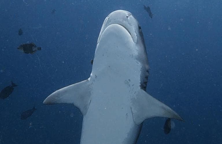 Isle Royal Inn - View 58