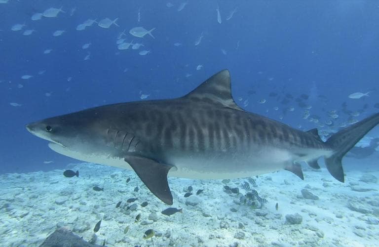 Isle Royal Inn - View 60