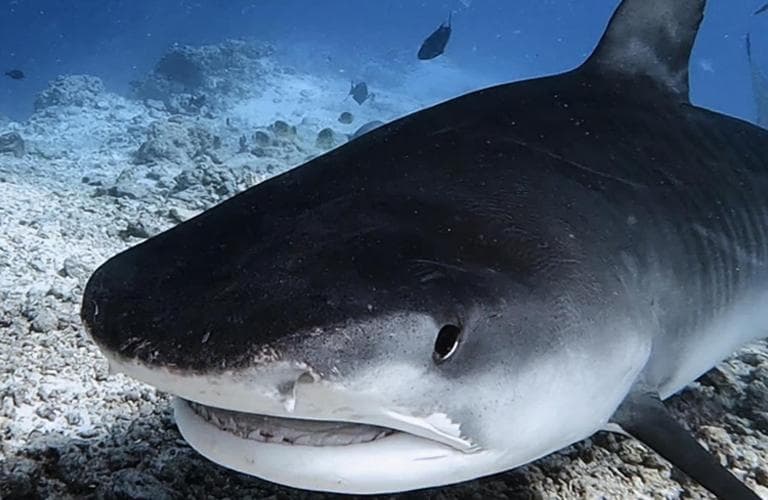 Isle Royal Inn - View 54