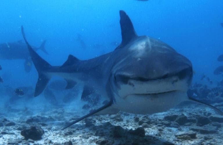 Isle Royal Inn - View 52