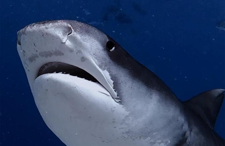 Isle Royal Inn - View 55