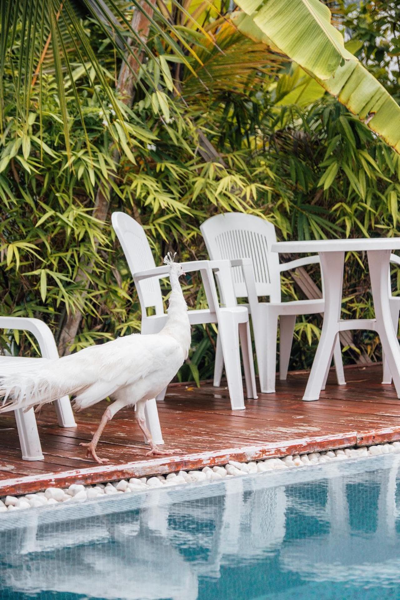 PERLA Dhangethi - View 189