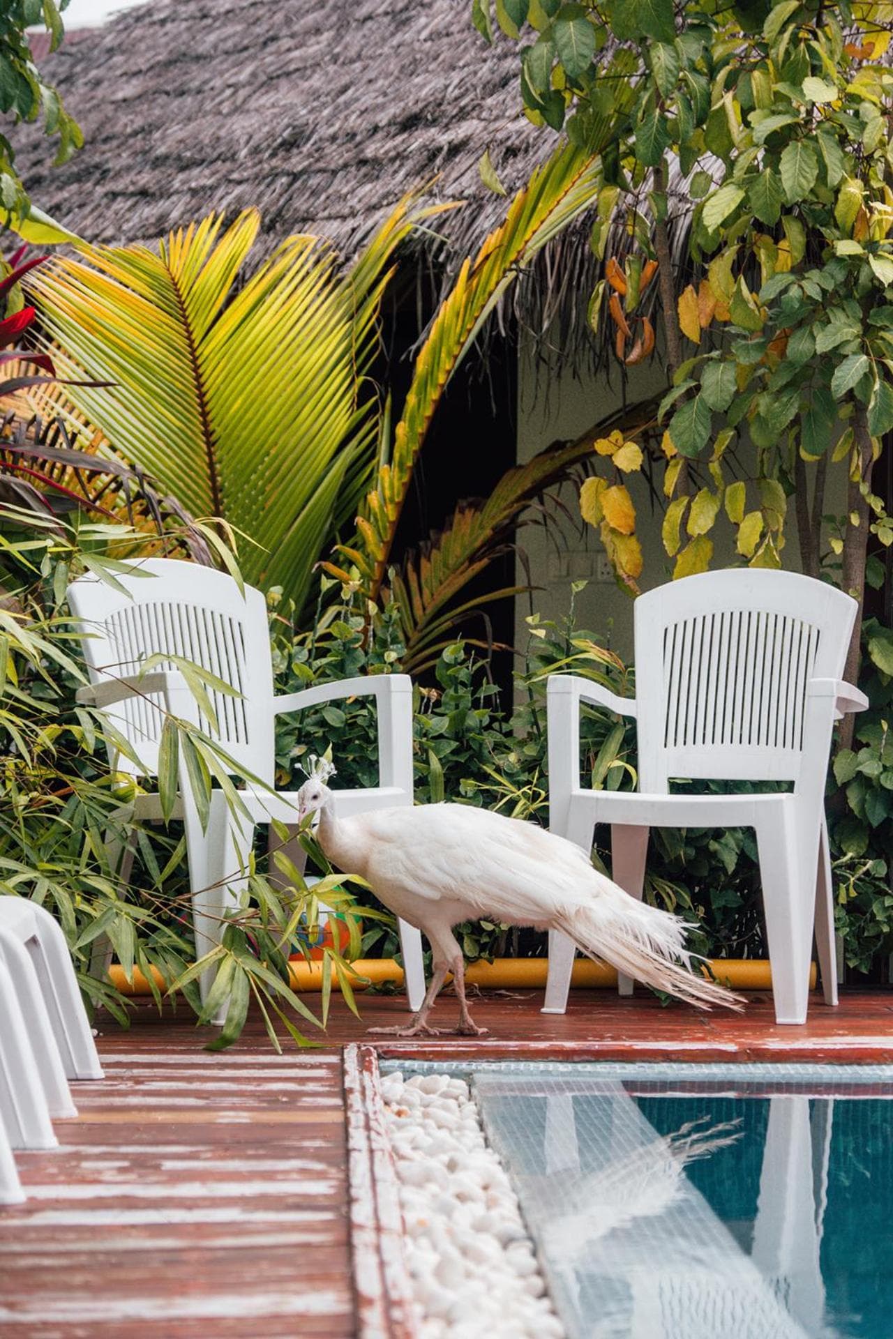 PERLA Dhangethi - View 188