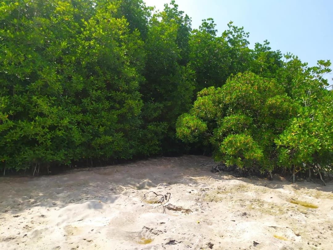 Courtyard Maldives - View 3