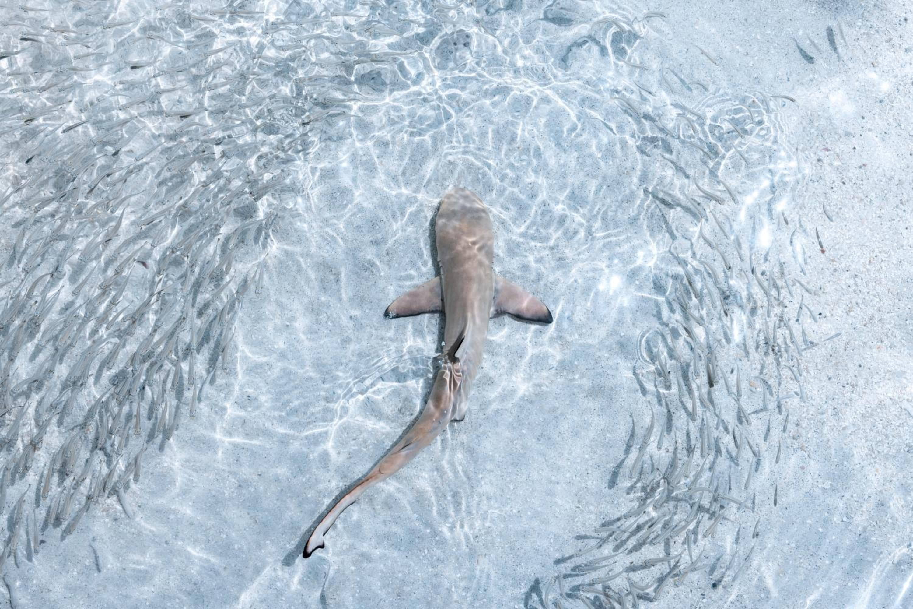 Patina Maldives, Fari Islands - View 147