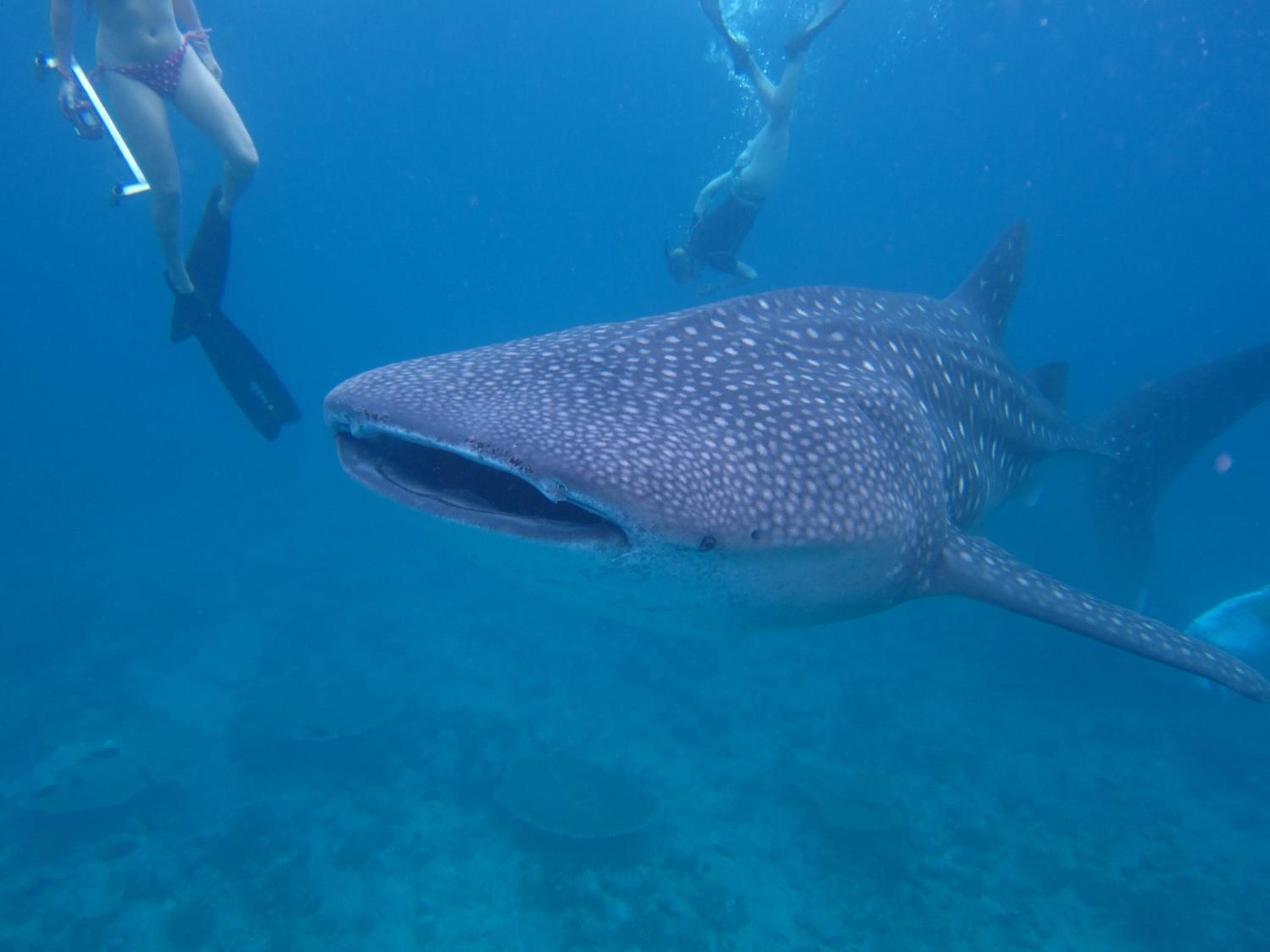 Koimala Hotel - View 109