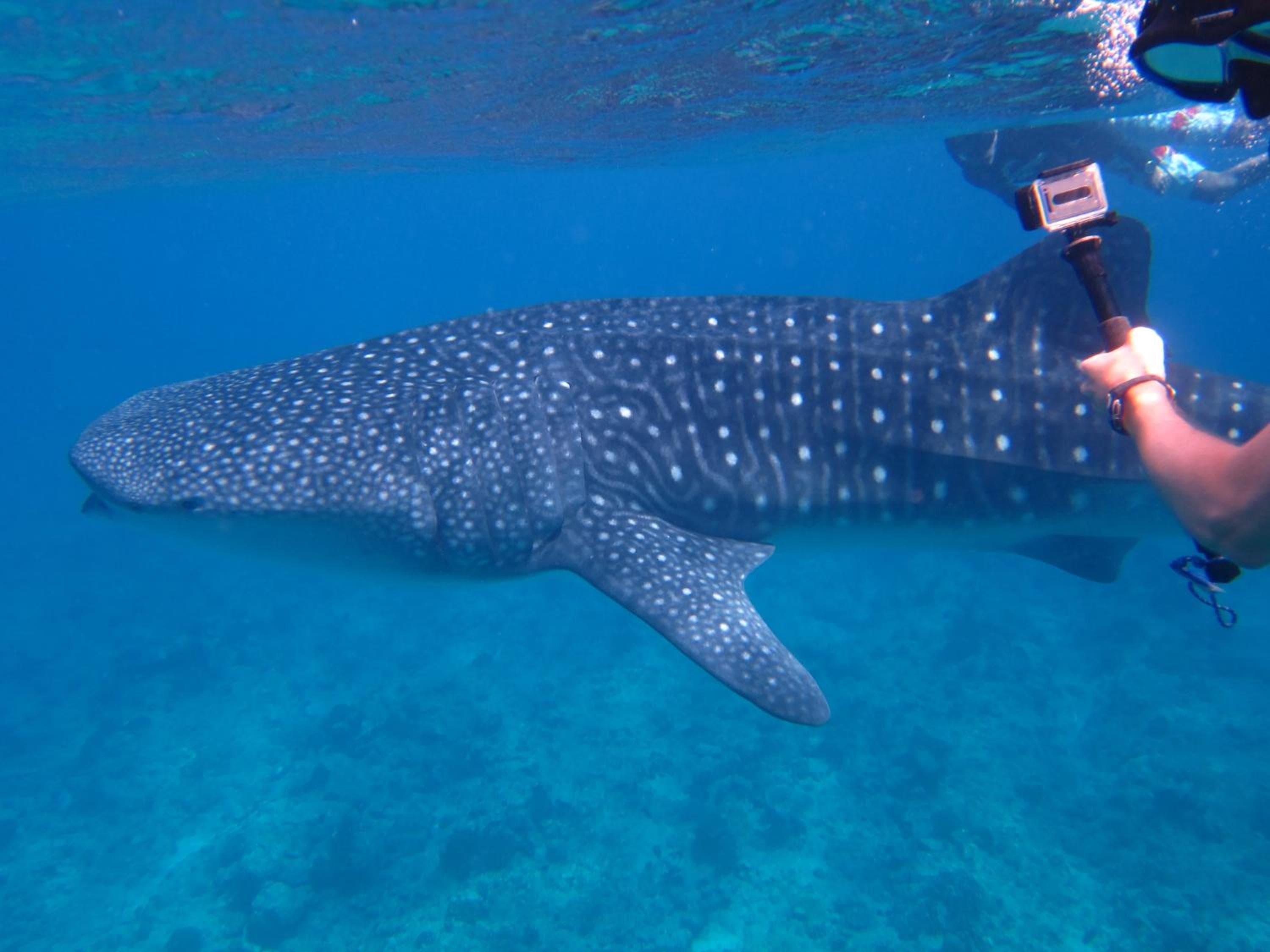 Koimala Hotel - View 41