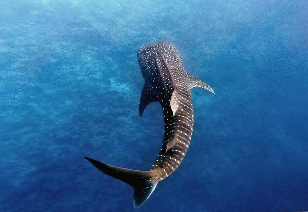 Manta Reserve - View 20