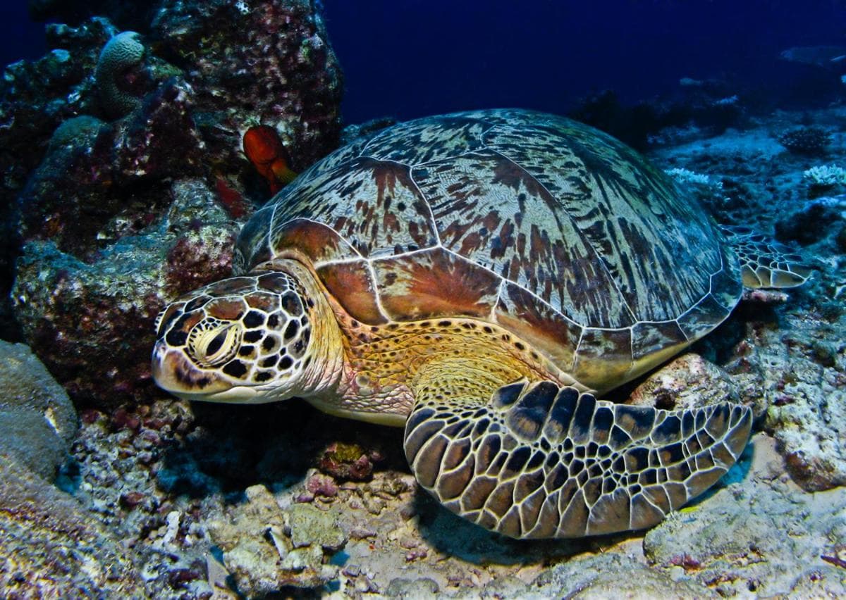 Manta Reserve - View 21